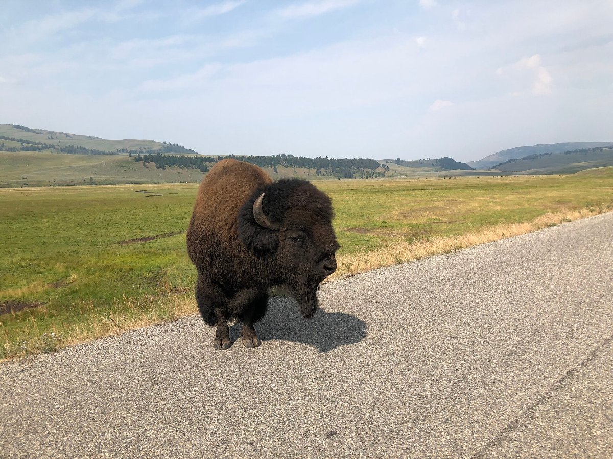 Bison grazing in the Lamar Valley
