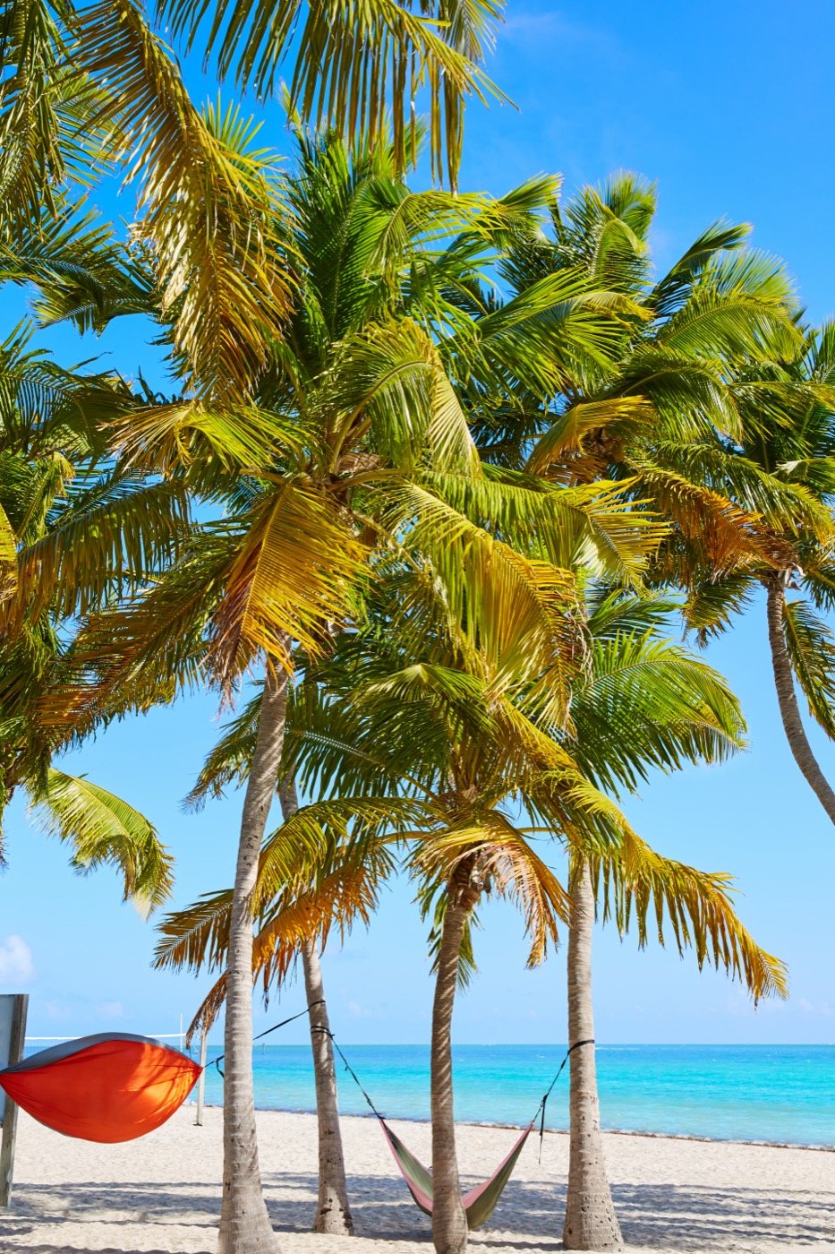 Palm trees and hammocks on Smathers Beach in Key West, Florida