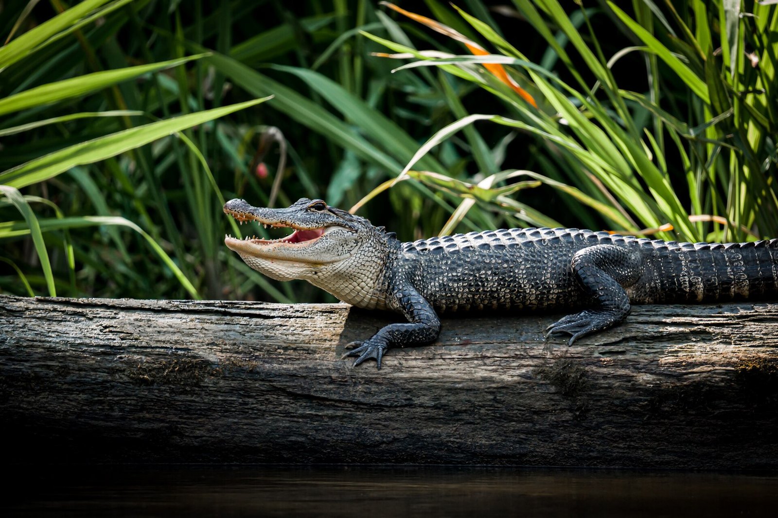 An alligator in Honey Island Swamp, Louisiana