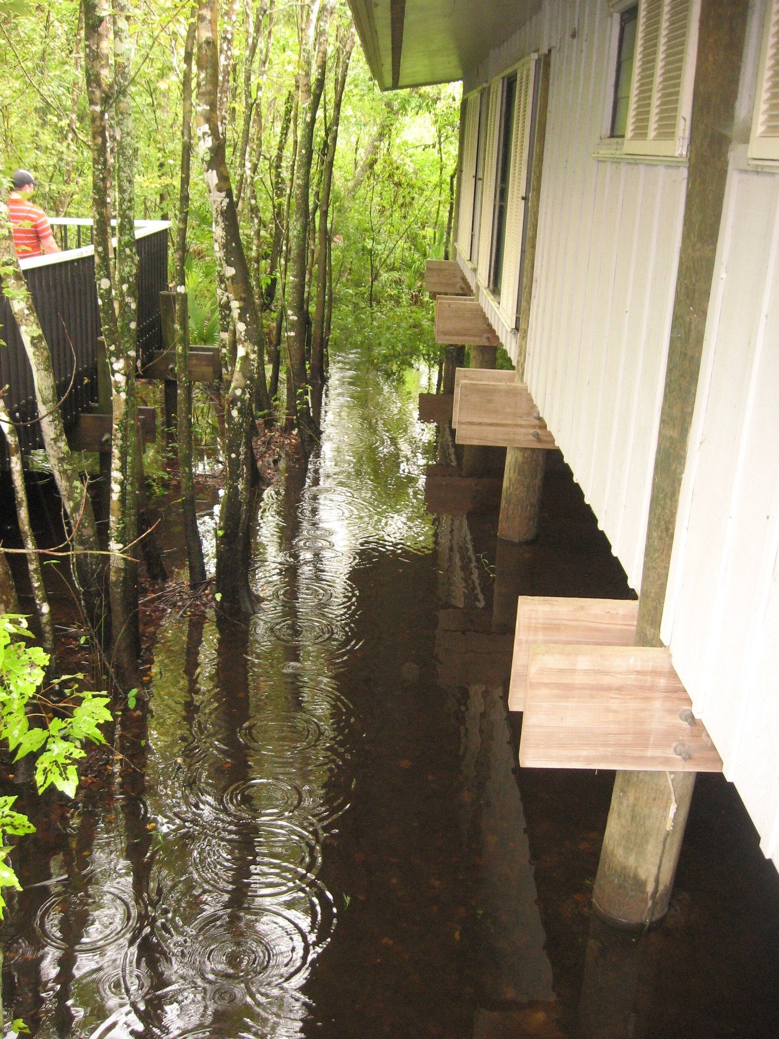 A boardwalk through the swamp at Barataria Preserve