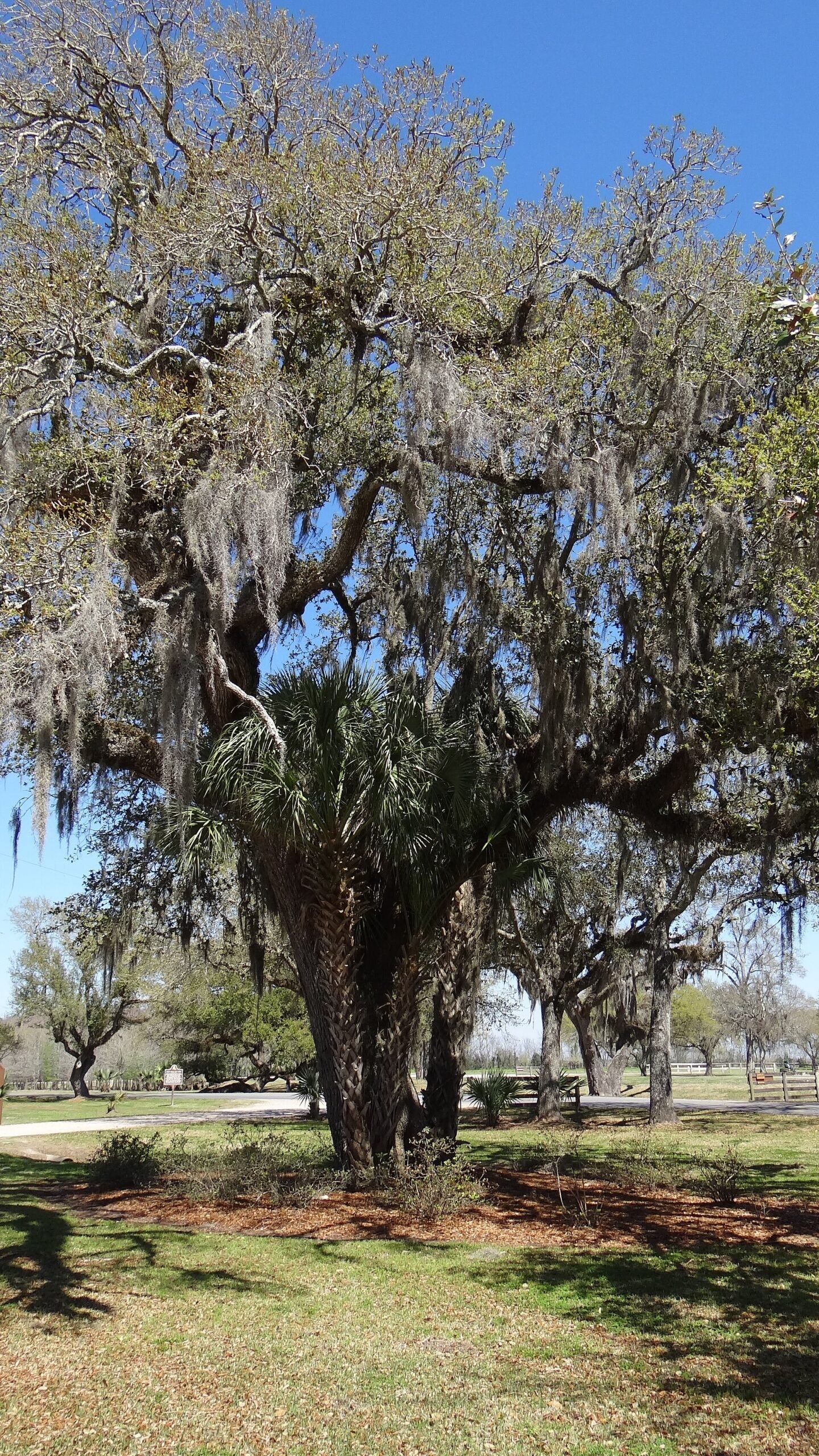 Gardens and moss-draped oaks on Avery Island