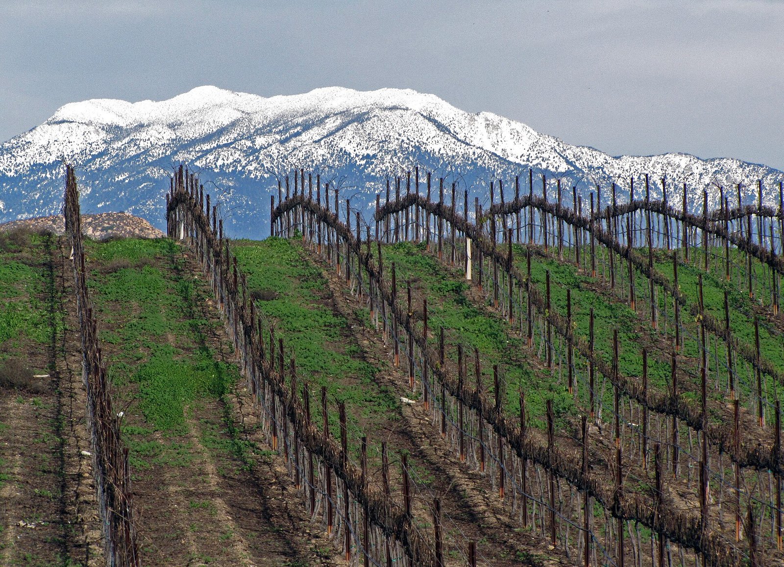 Vineyards in Temecula wine country with snow on the mountains behind