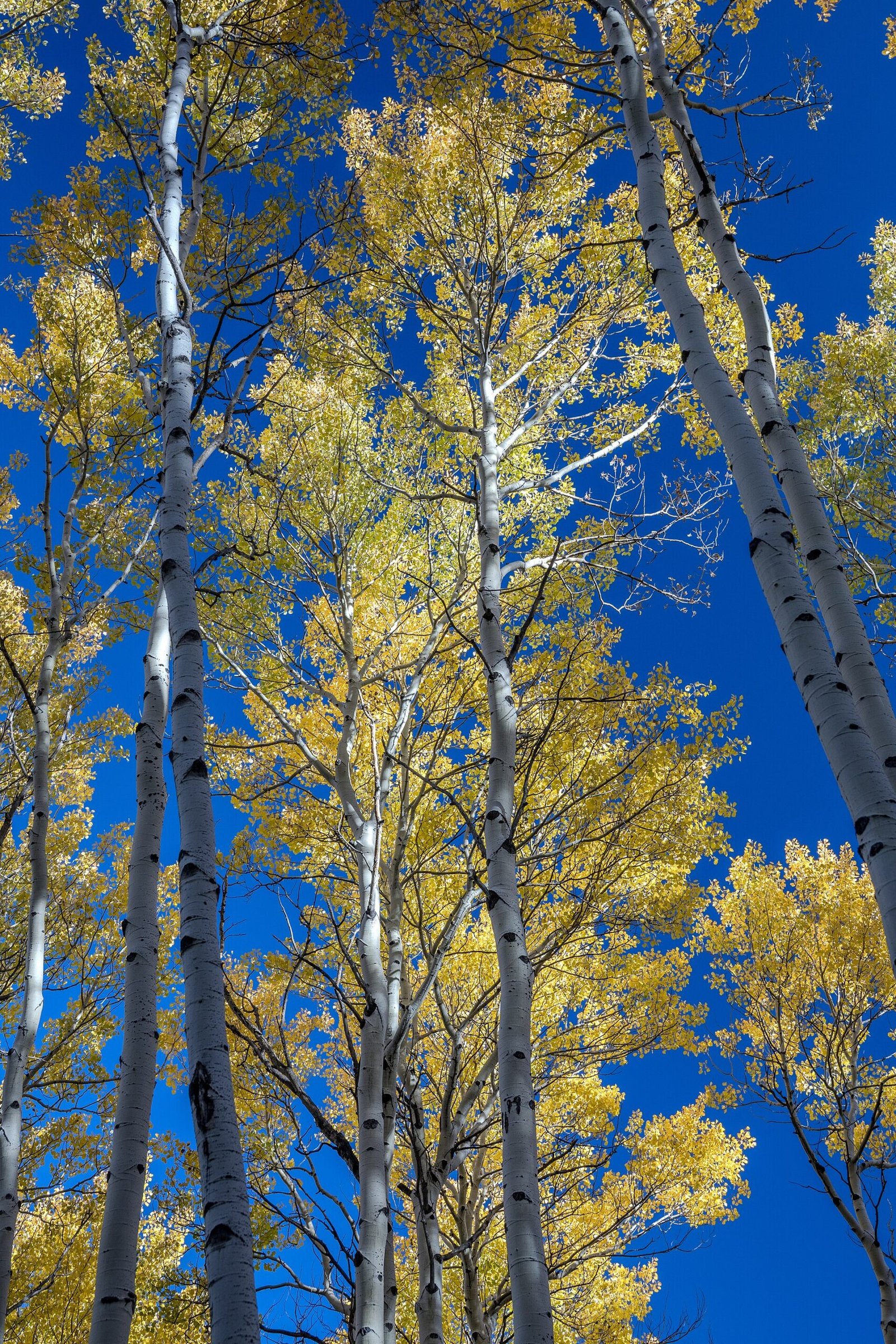 Golden aspens on a mountainside near Aspen, Colorado