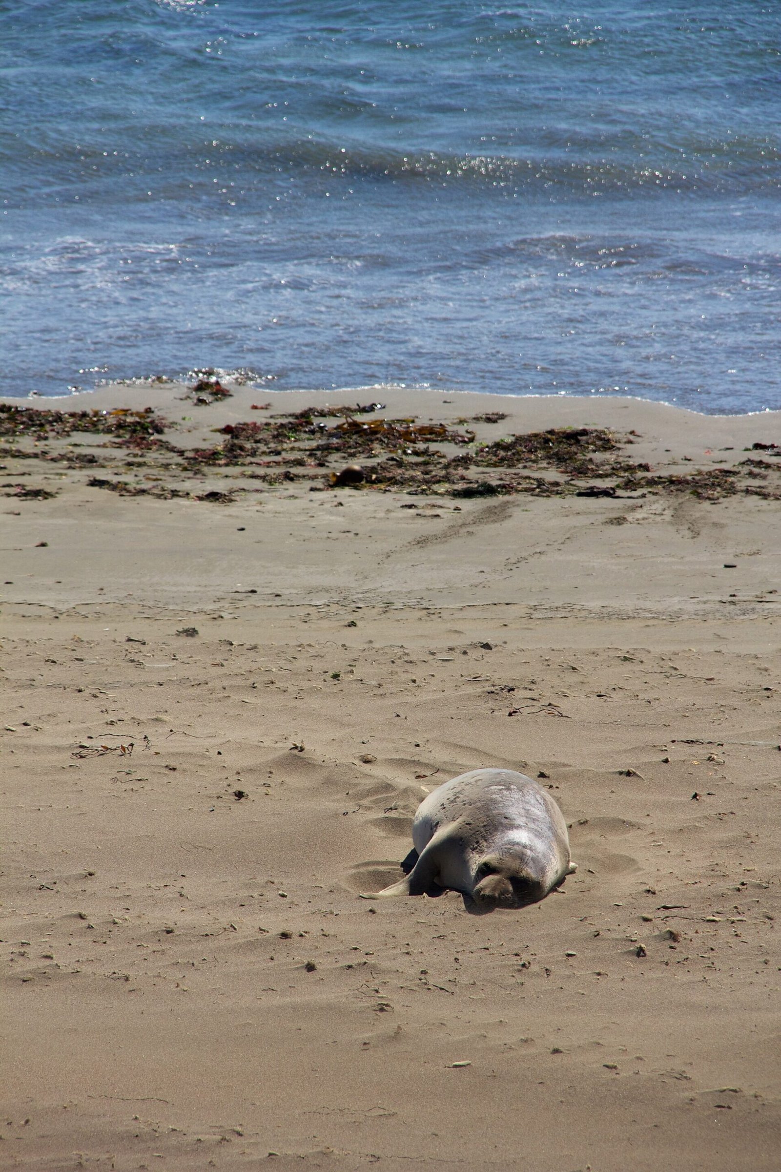 An elephant seal on the beach at Piedras Blancas near San Simeon