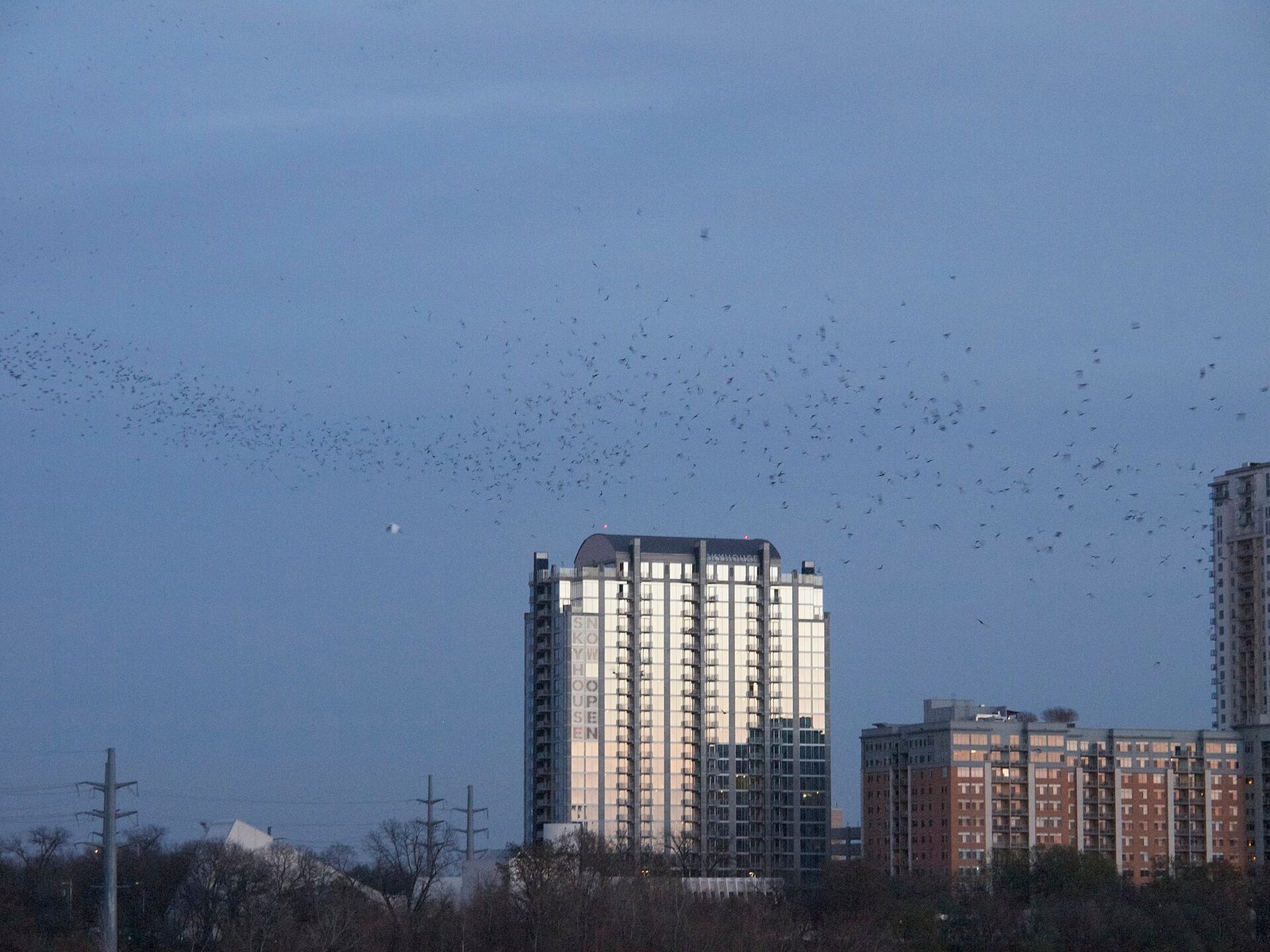 Bats streaming out from under the Congress Avenue Bridge at dusk