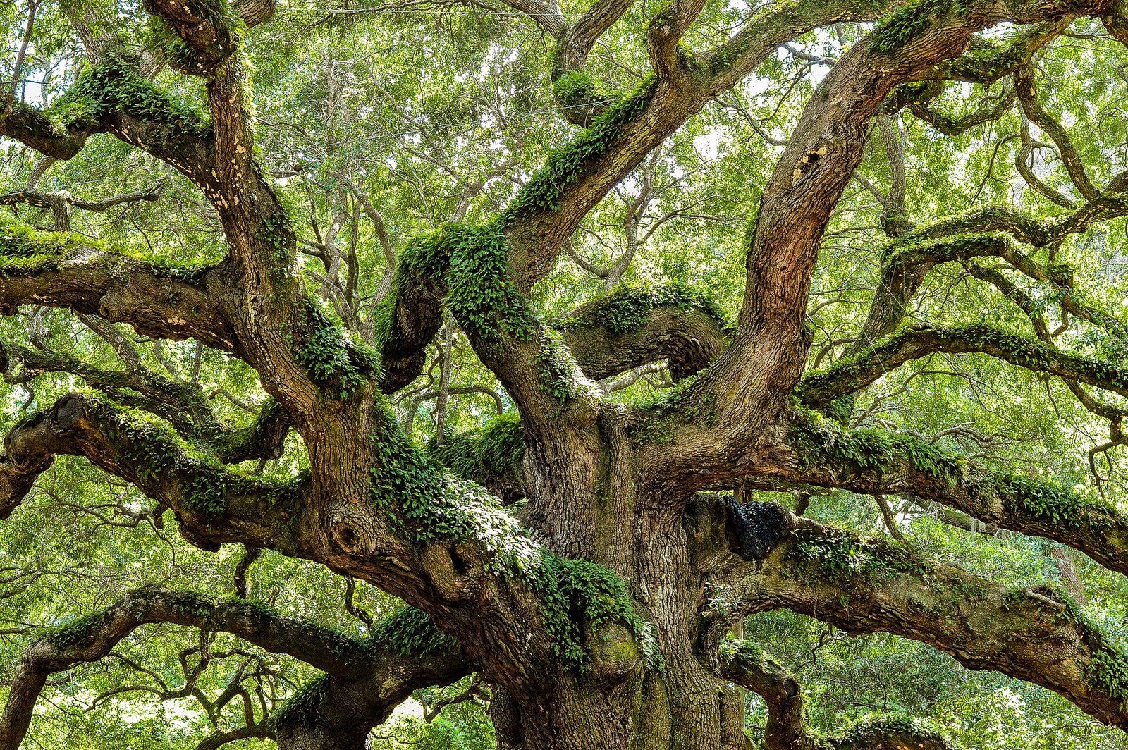 The twisting branches of the Angel Oak on Johns Island