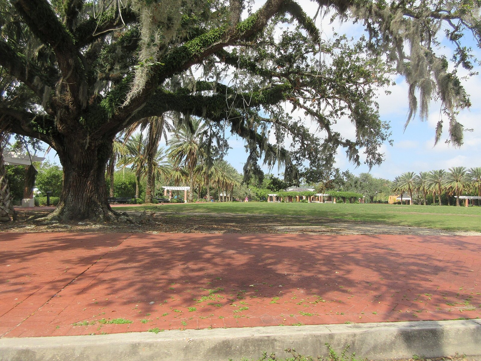 A live oak in New Orleans City Park