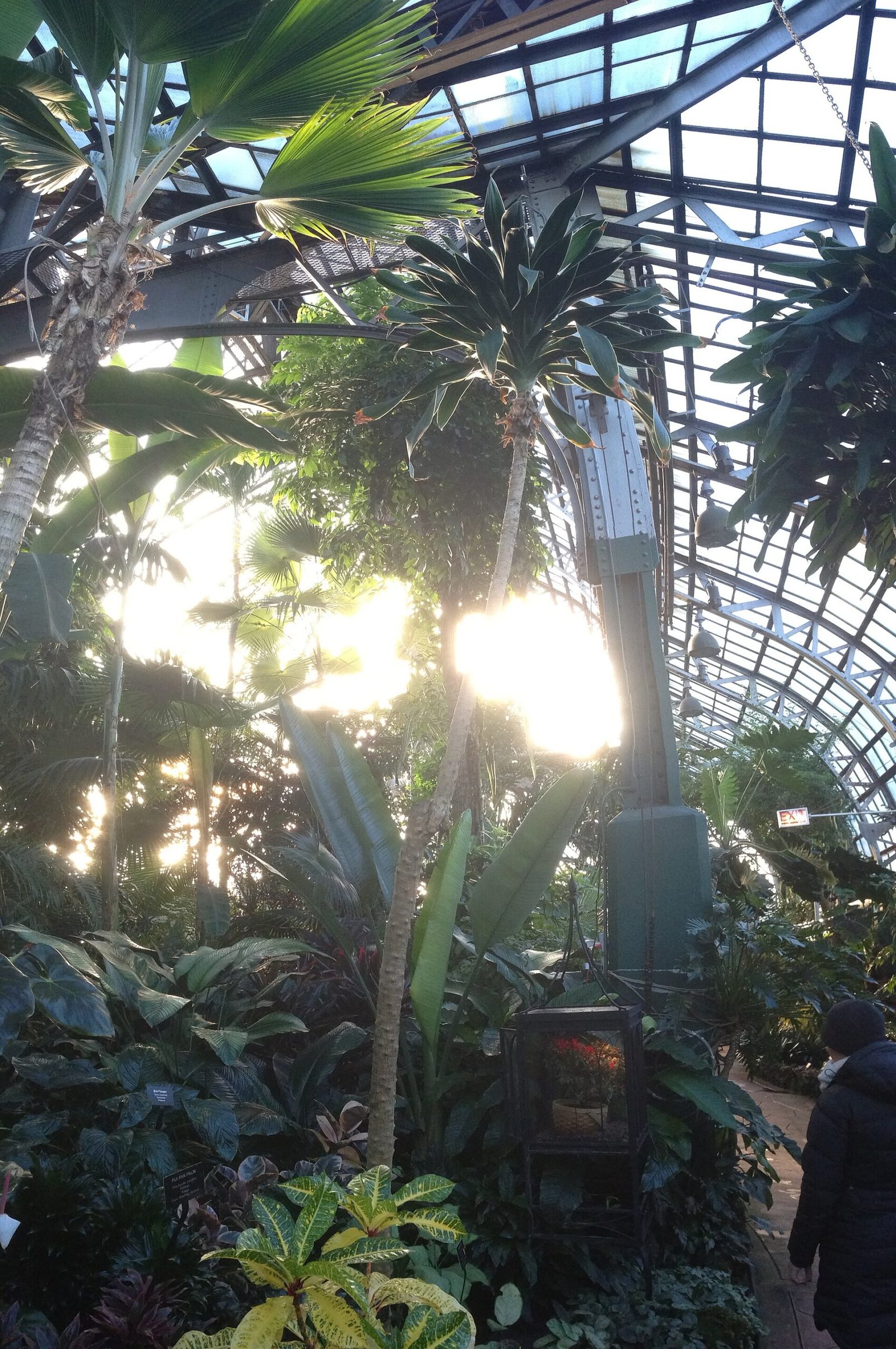 Palms inside the Lincoln Park Conservatory in Chicago