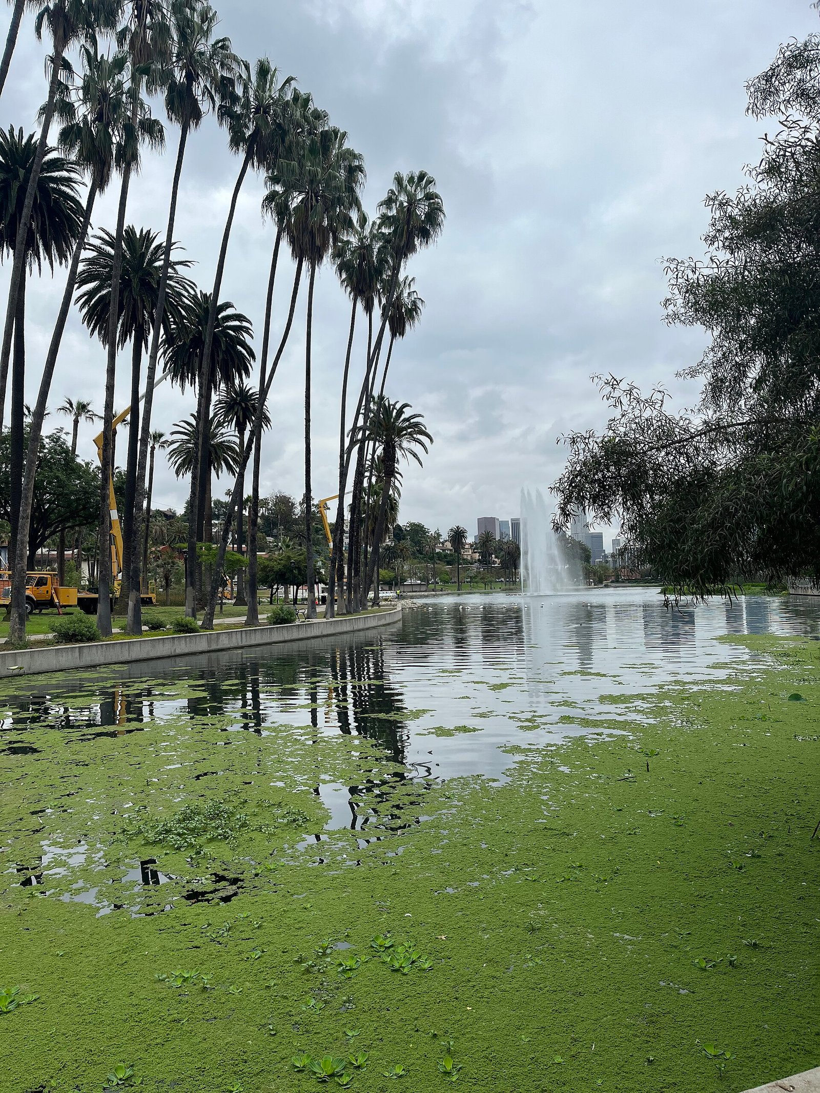 Paddle boats and palm trees on Echo Park Lake