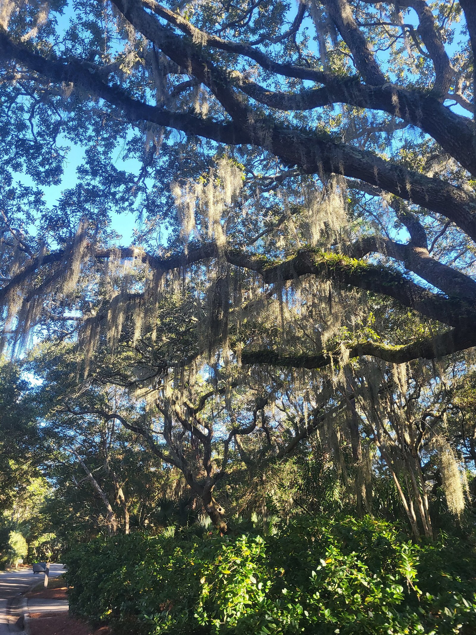 Live oaks draped in Spanish moss on Kiawah Island