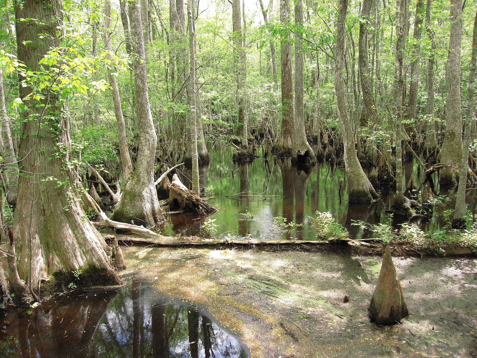 Bald cypress trees in the swamp at Francis Beidler Forest