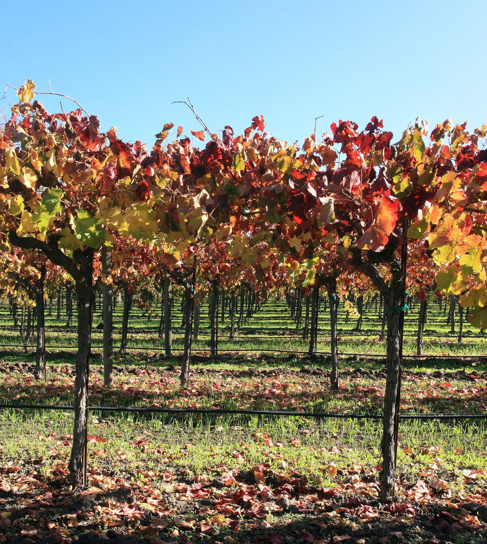 Rows of vineyards in Napa Valley