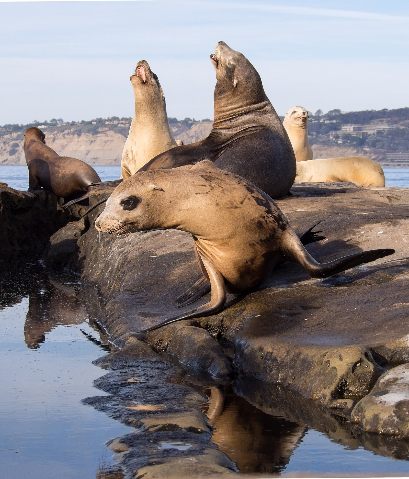 Sea lions resting on the rocks at La Jolla Cove