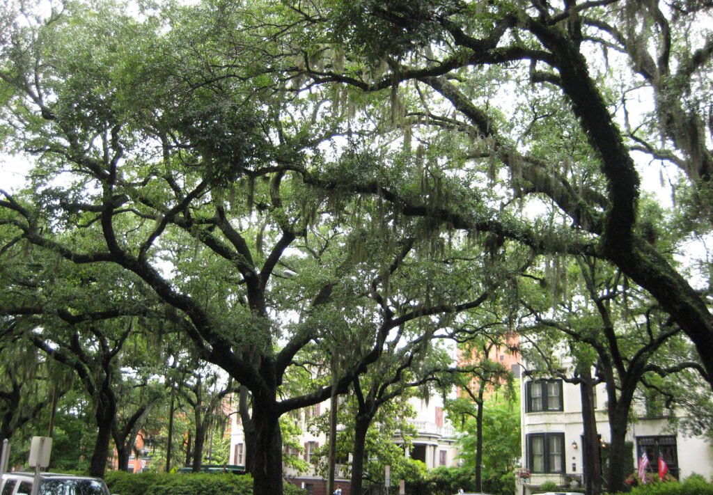 Live oaks draped in Spanish moss in Savannah, Georgia