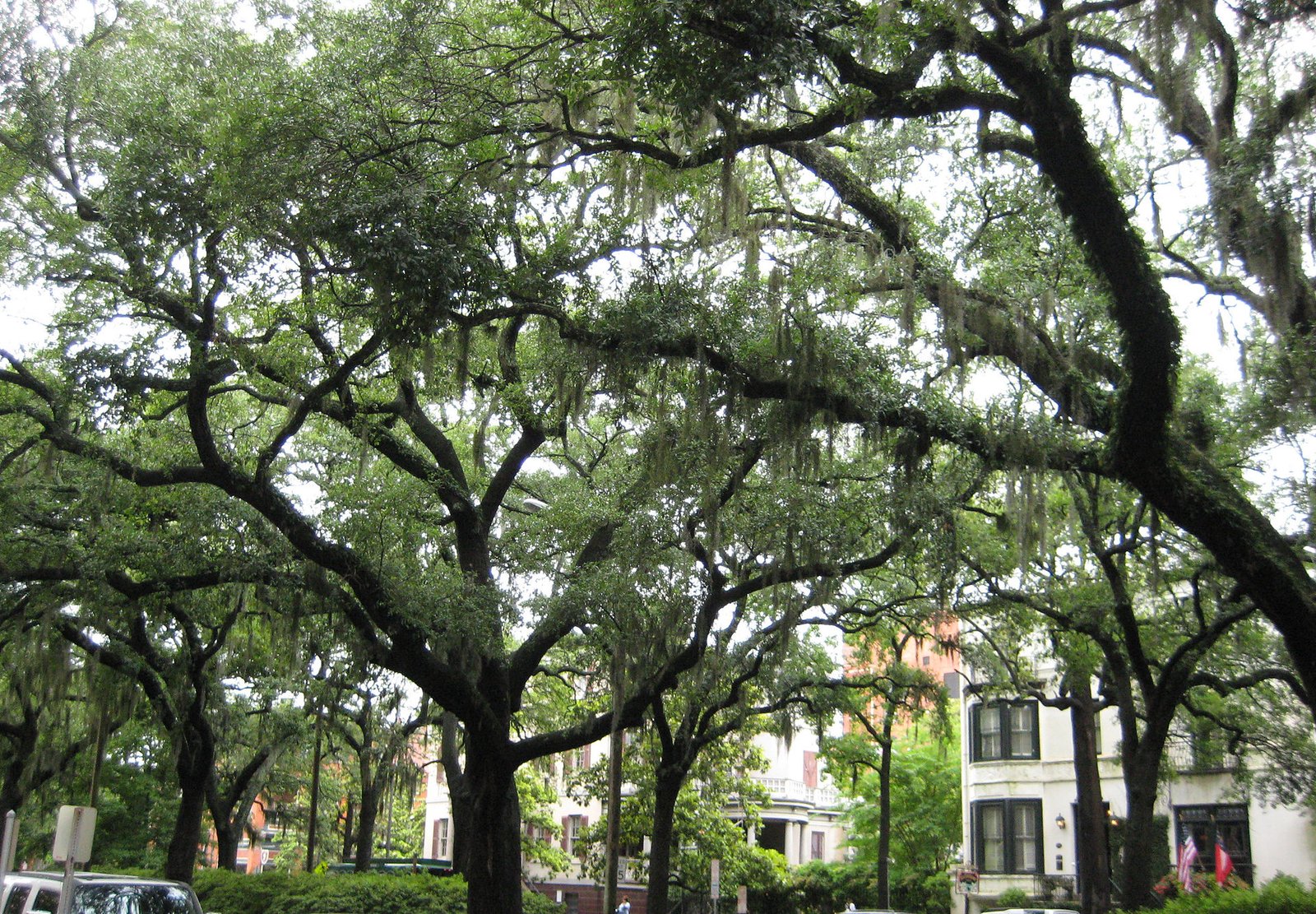 Live oaks draped in Spanish moss in Savannah, Georgia