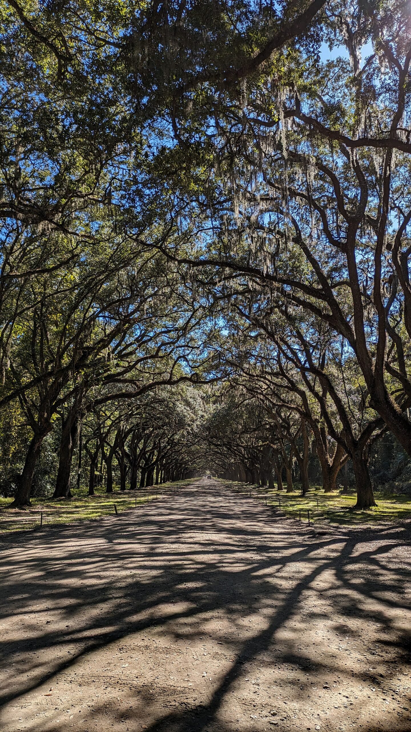 The long avenue of live oaks at Wormsloe Historic Site