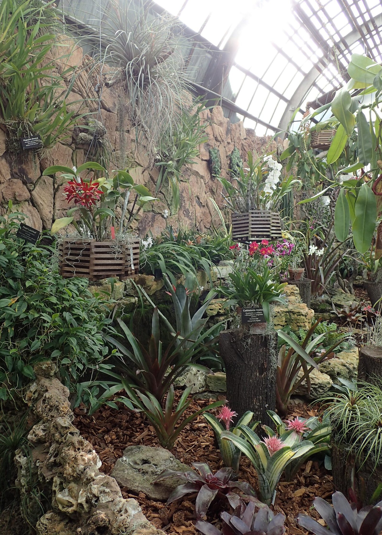 Tropical plants inside the Lincoln Park Conservatory in Chicago