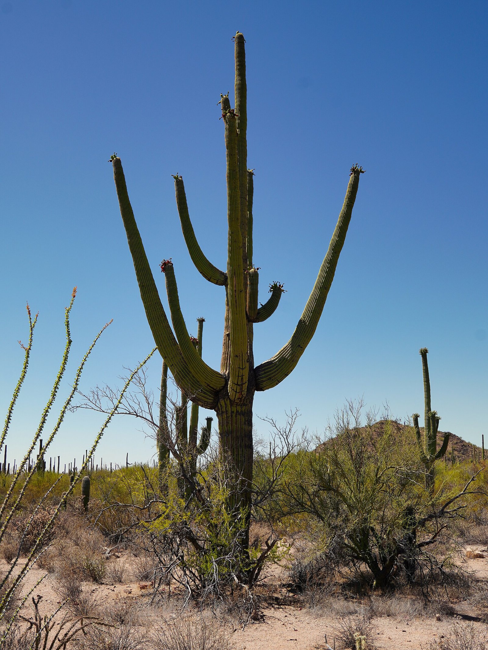 Giant saguaro cacti in Saguaro National Park near Tucson