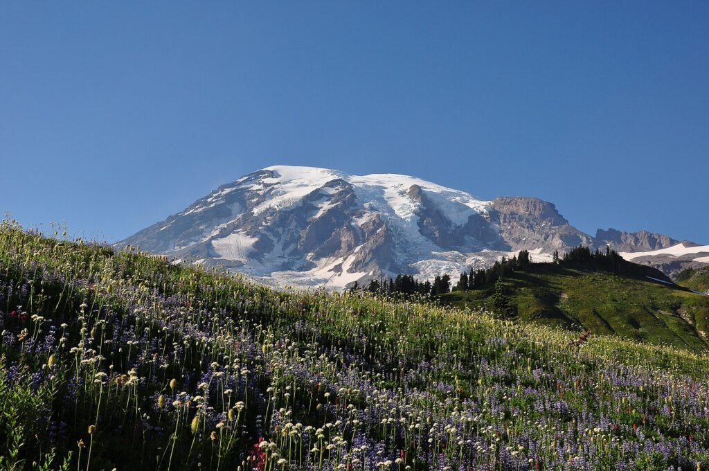 Mount Rainier rising behind the wildflower meadows of Paradise