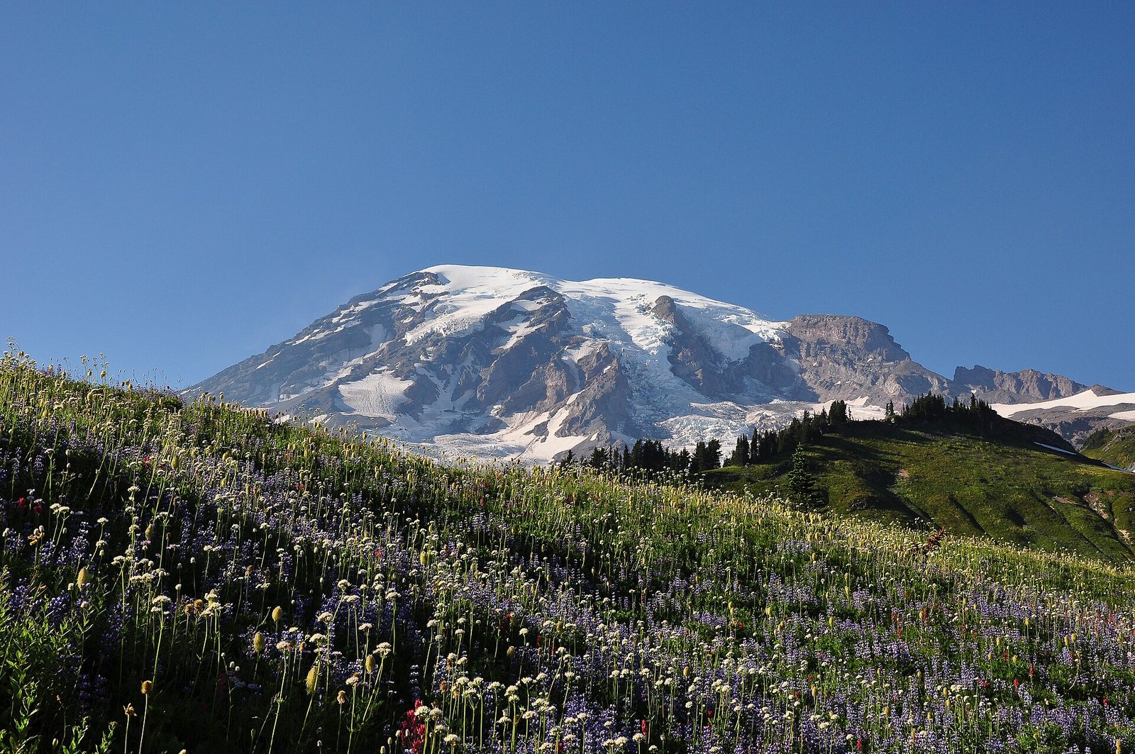 Mount Rainier rising behind the wildflower meadows of Paradise