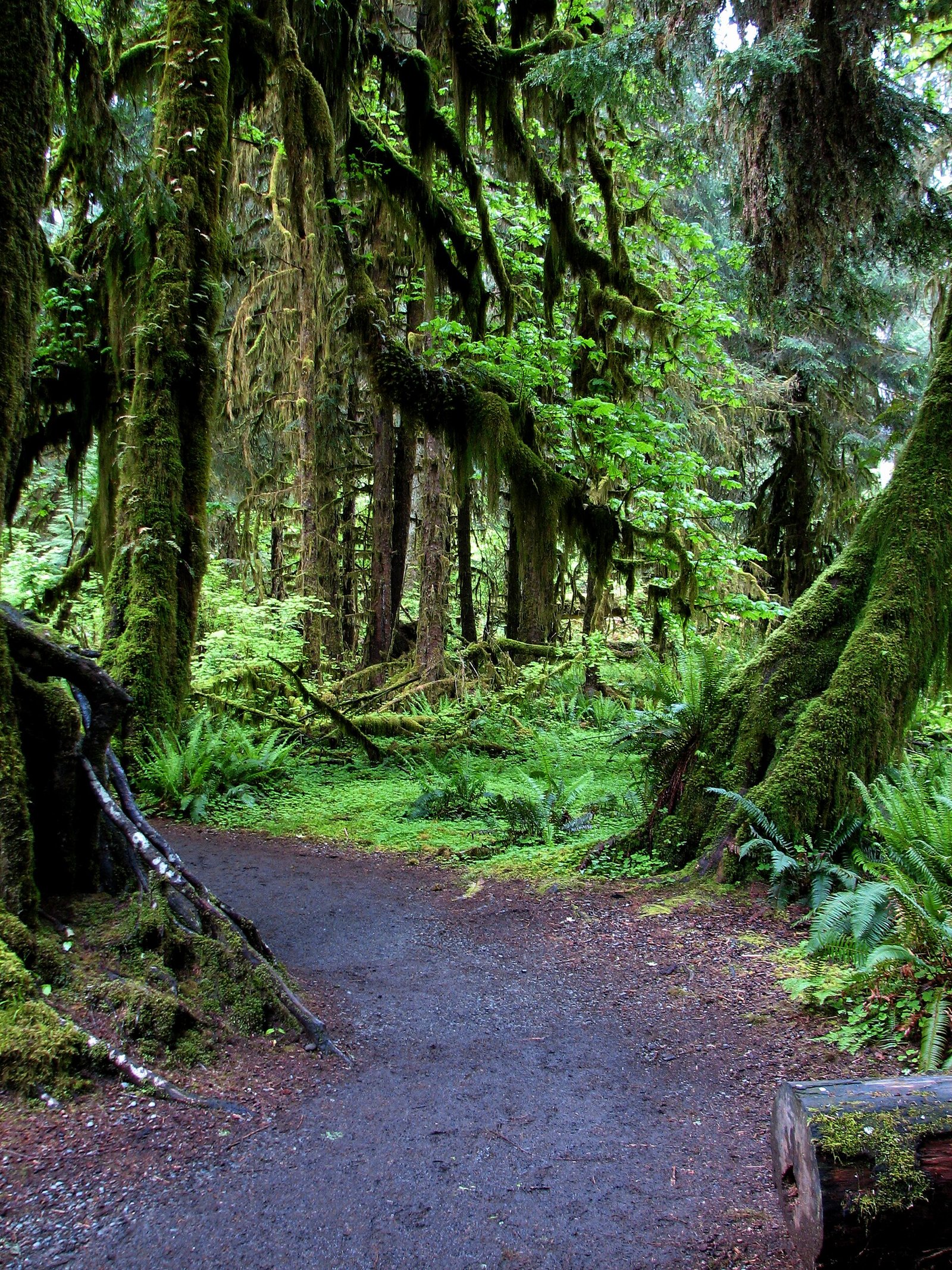 Moss-draped trees along the Hall of Mosses trail in the Hoh Rain Forest