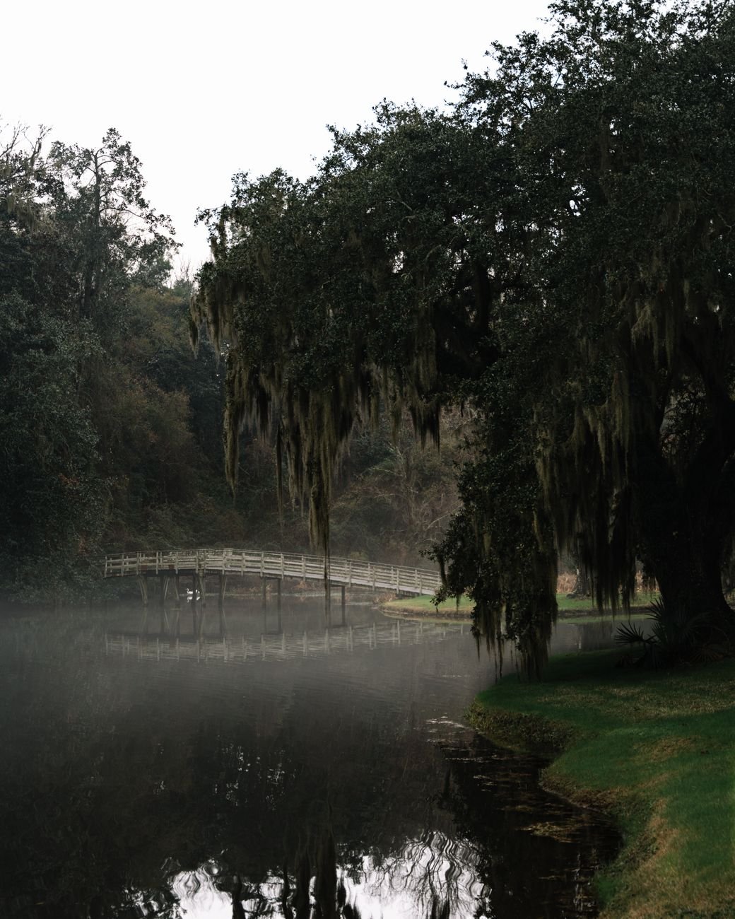 Live oaks and Spanish moss over a pond at Middleton Place