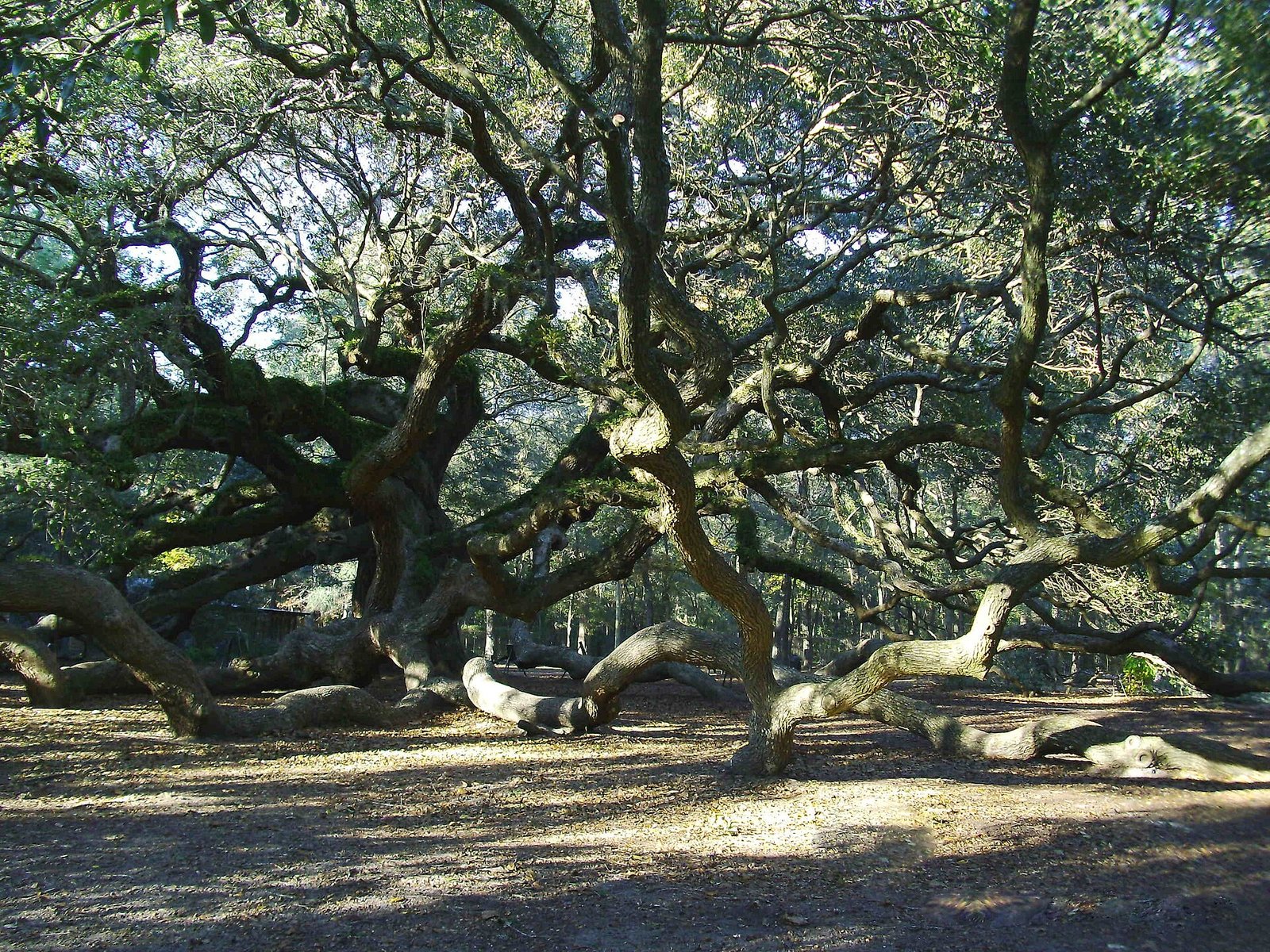 The sprawling branches of the Angel Oak on Johns Island