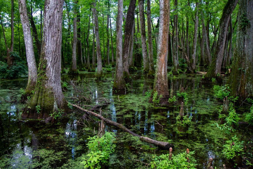 The cypress swamp boardwalk along the Natchez Trace Parkway in Mississippi