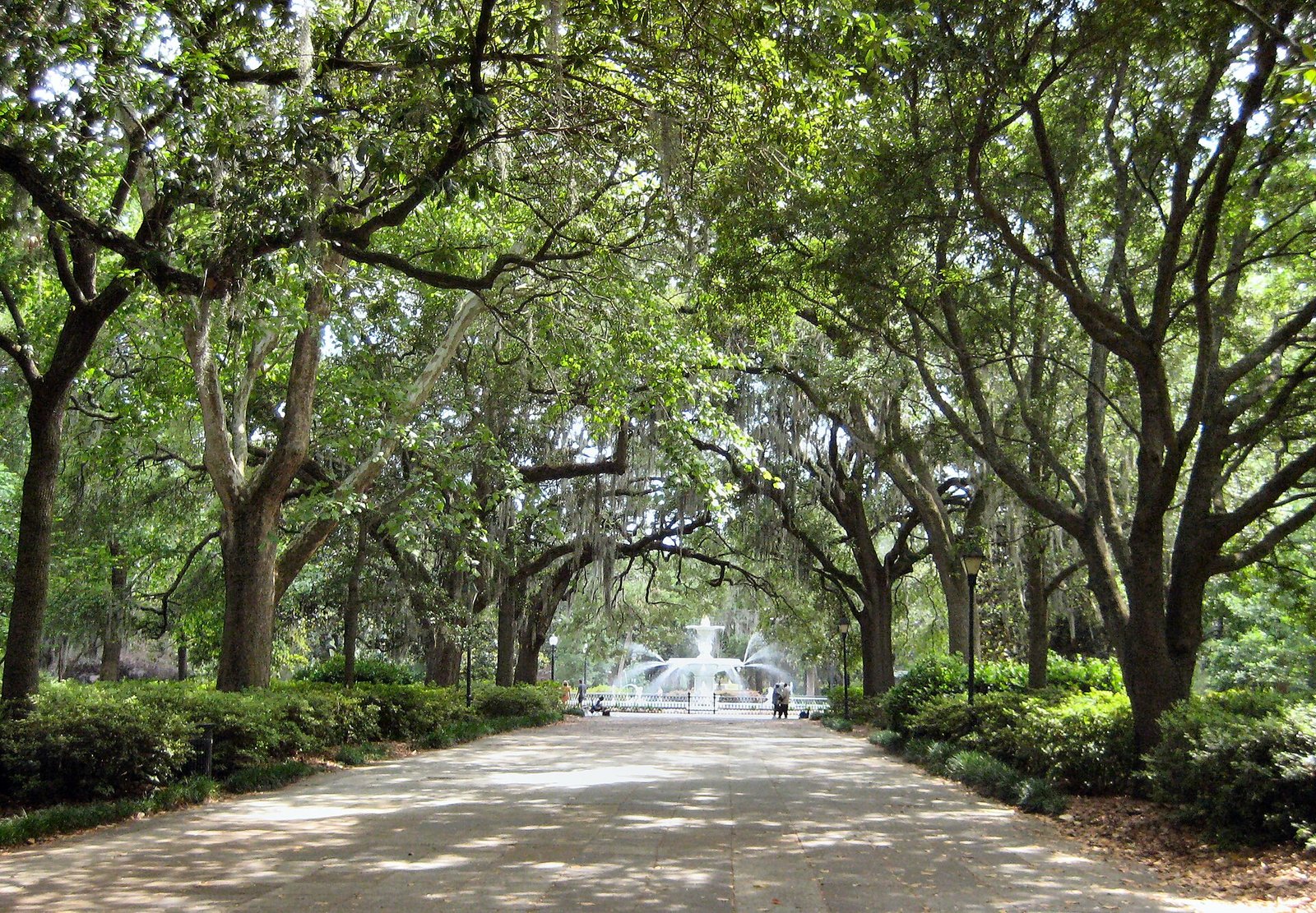 Live oaks lining the path to the Forsyth Park fountain in Savannah