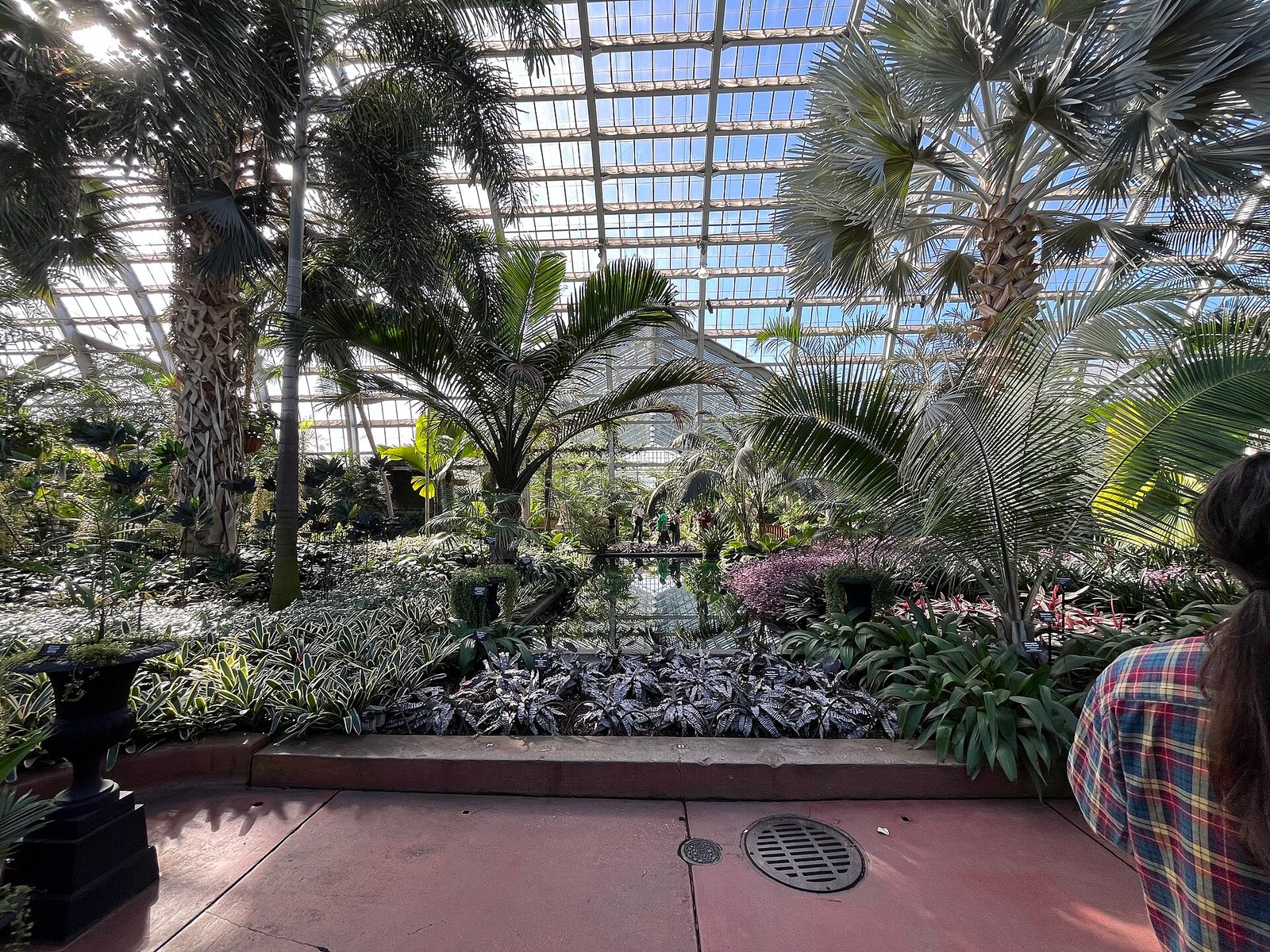 Palms and ferns inside the Garfield Park Conservatory