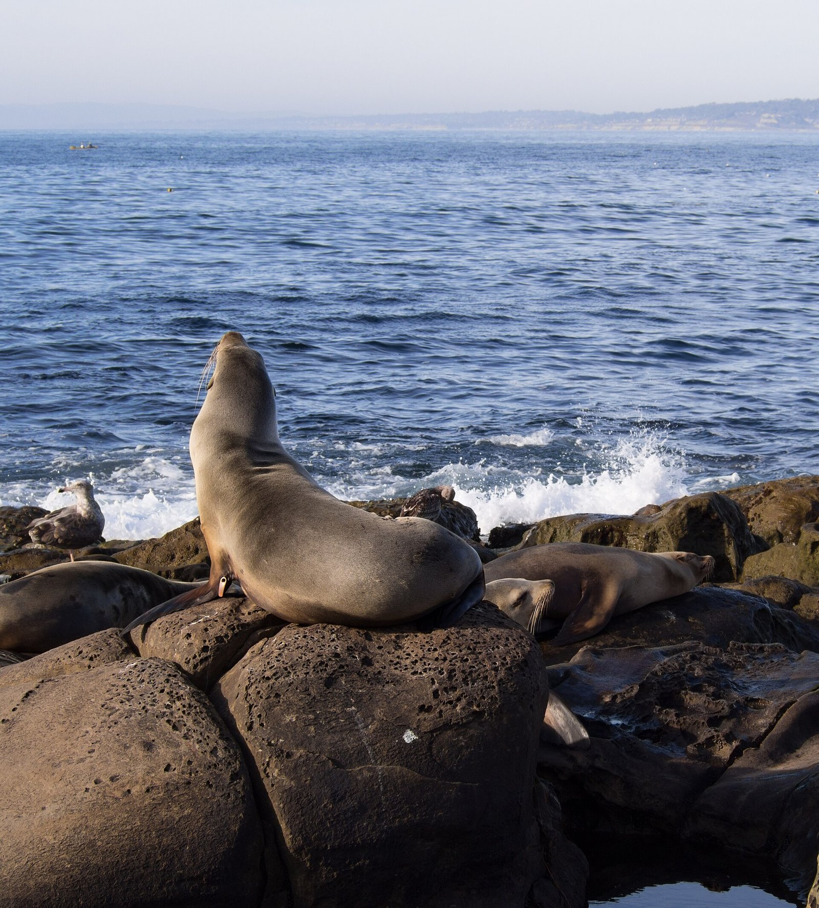 Sea lions resting on the rocks at La Jolla Cove