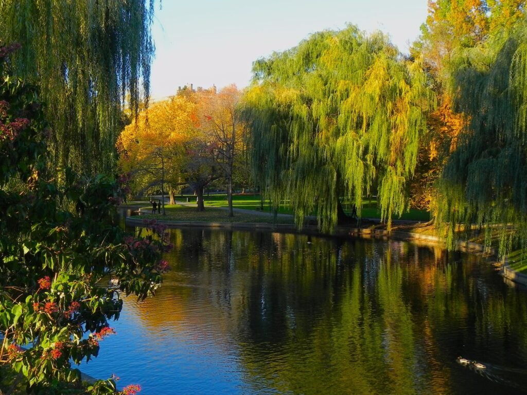 Autumn trees in the Boston Public Garden with the city behind