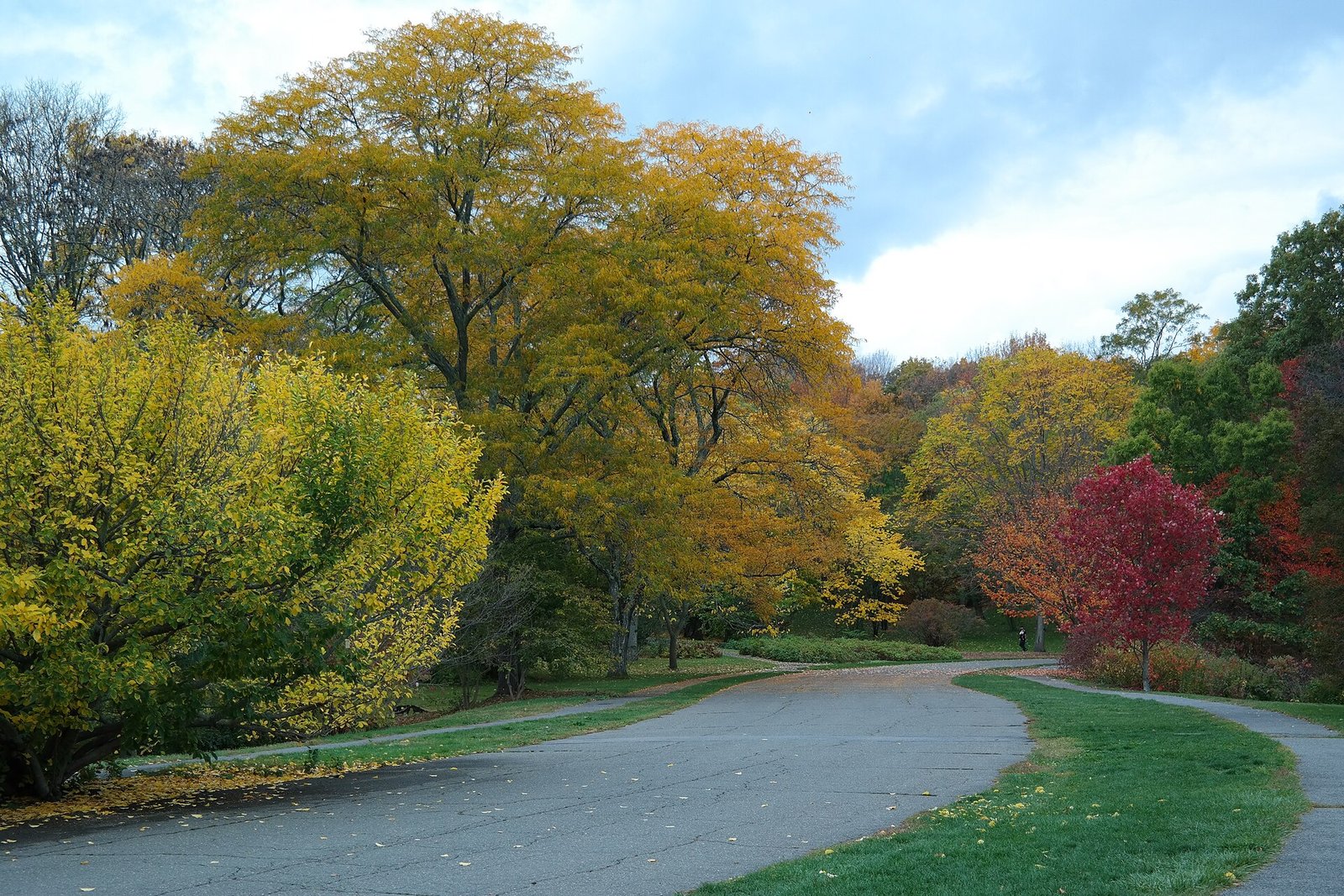 Fall colour at the Arnold Arboretum in Boston