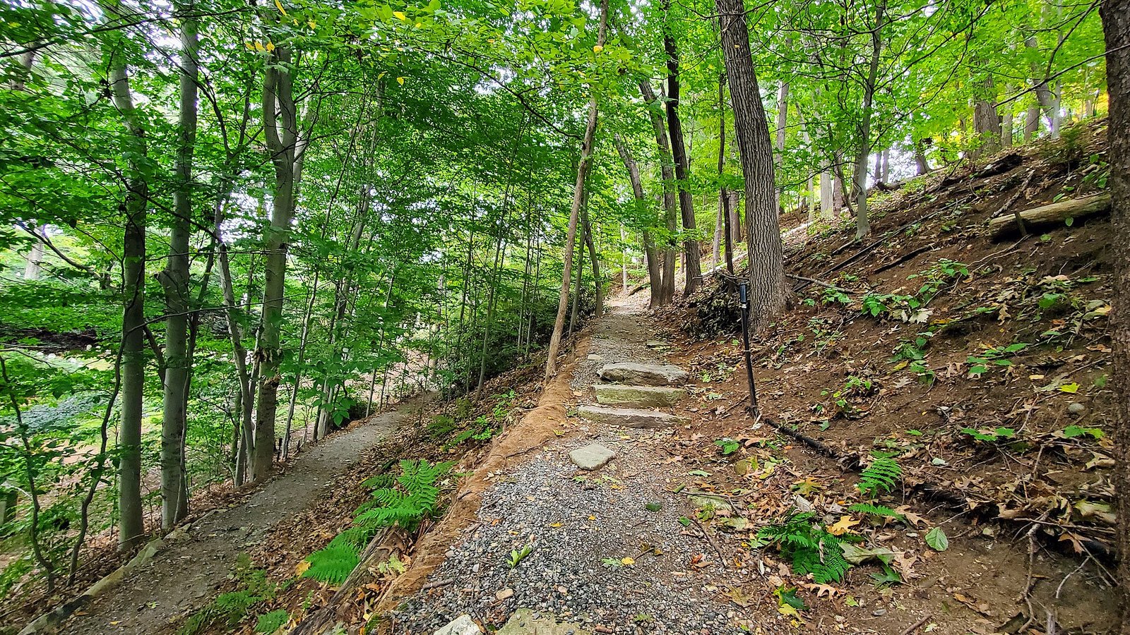 A wooded path in Mount Auburn Cemetery, Cambridge