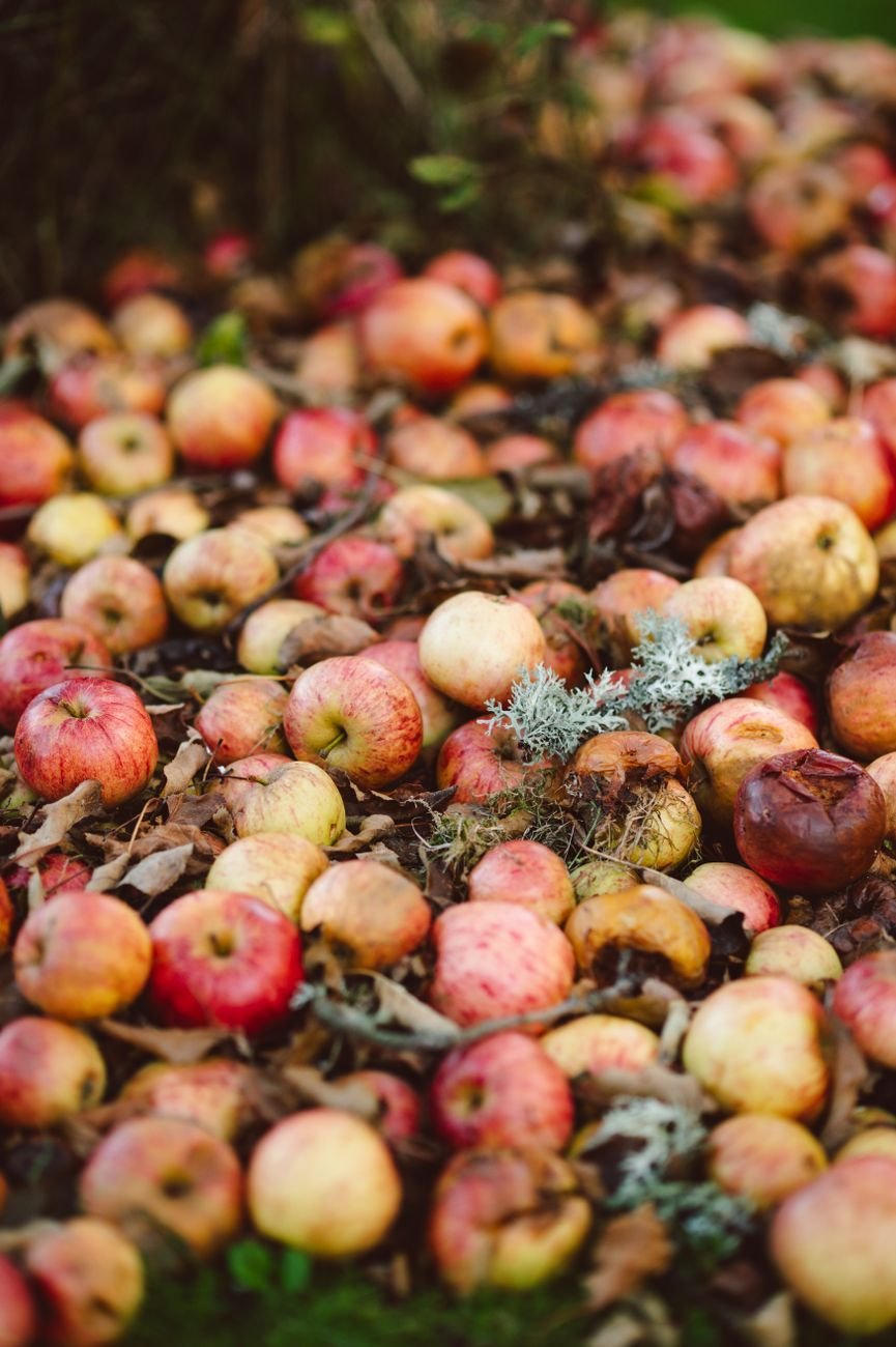 A pile of freshly picked apples