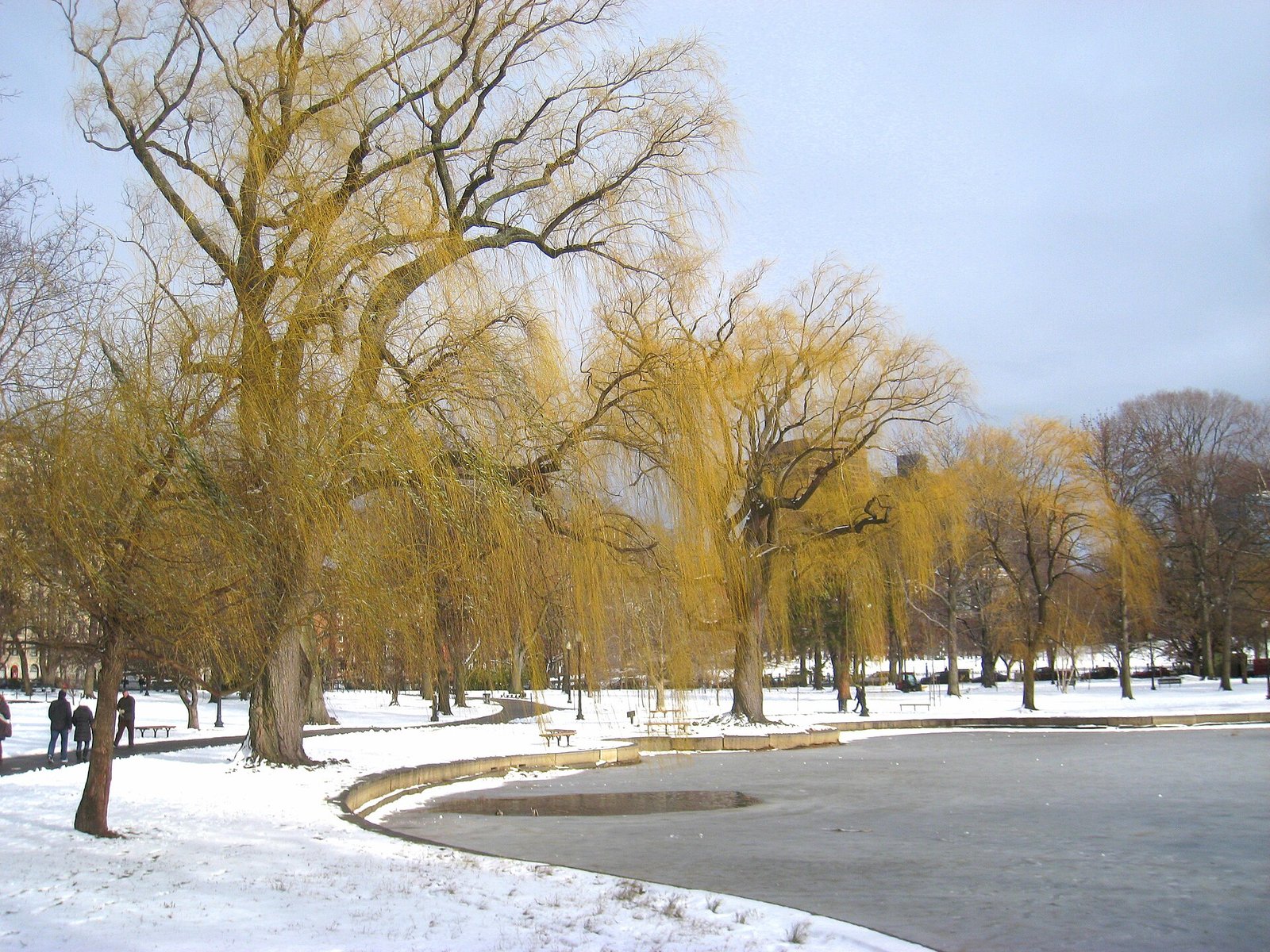 Snow and willow trees around the lagoon in the Boston Public Garden