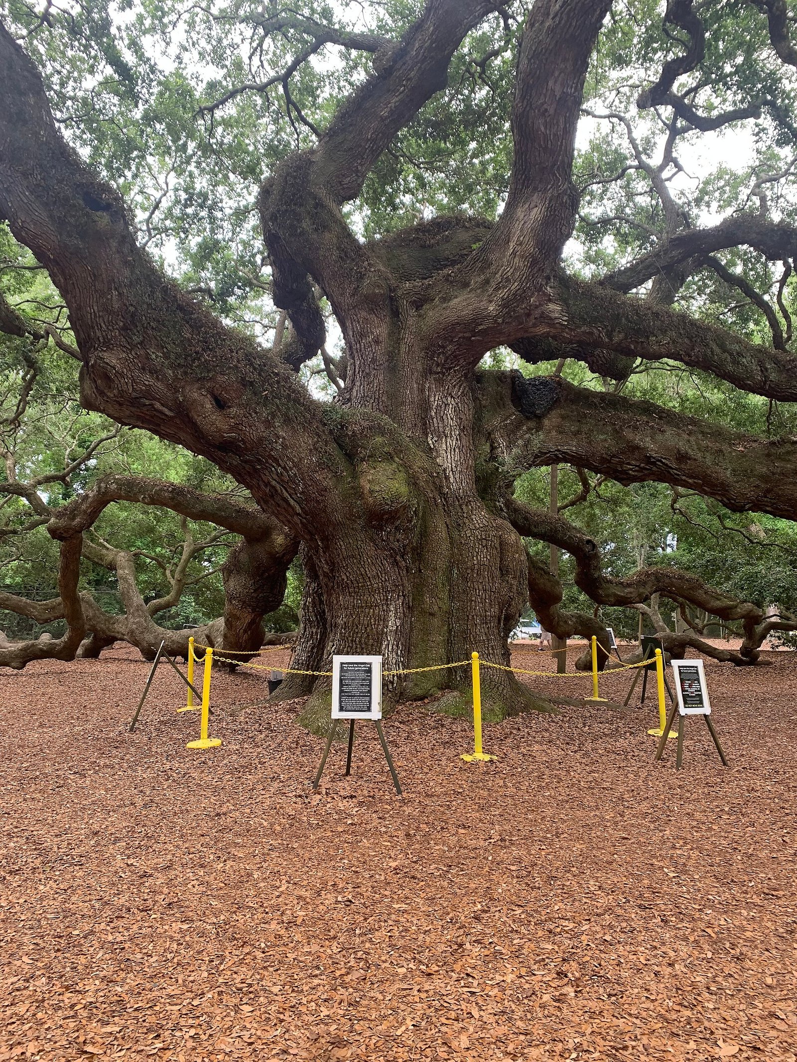 The Angel Oak tree on Johns Island near Charleston