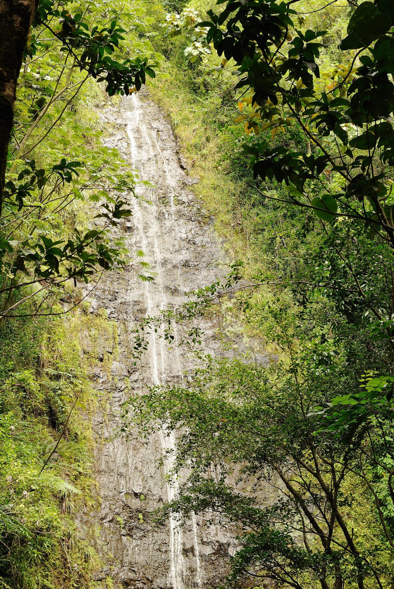 Manoa Falls in the rainforest above Honolulu