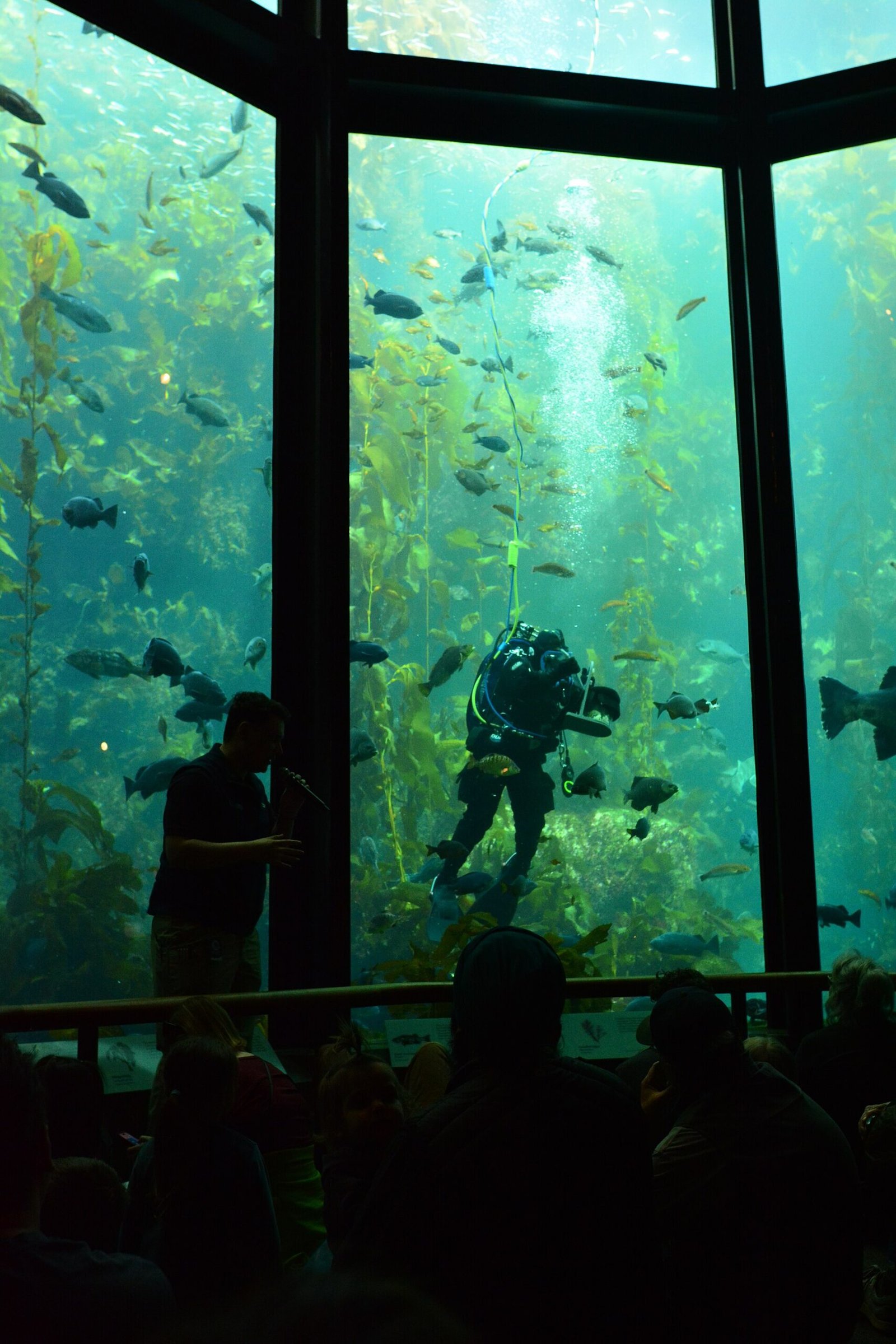 The kelp forest tank at the Monterey Bay Aquarium