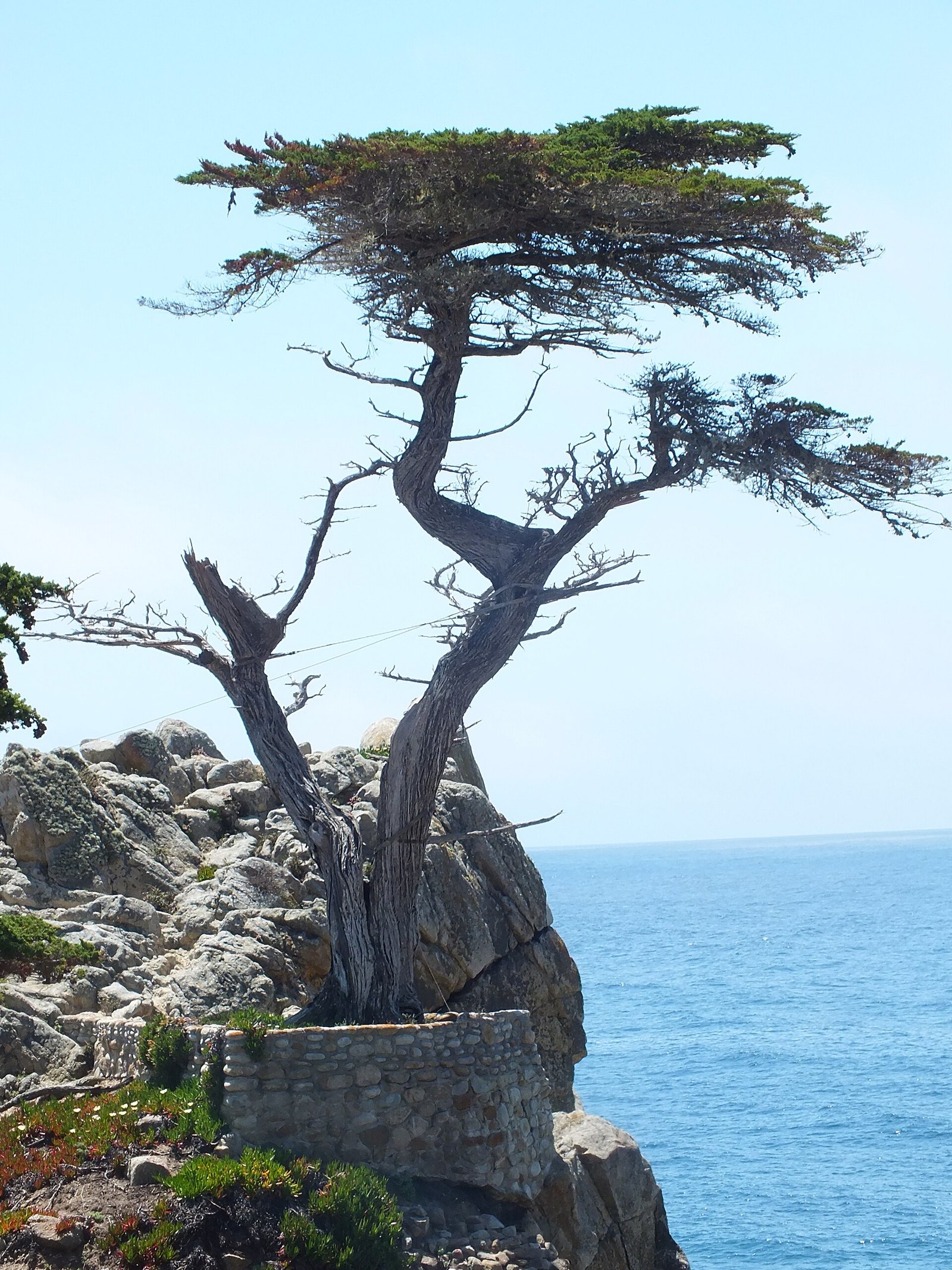 The Lone Cypress on its rock along 17-Mile Drive