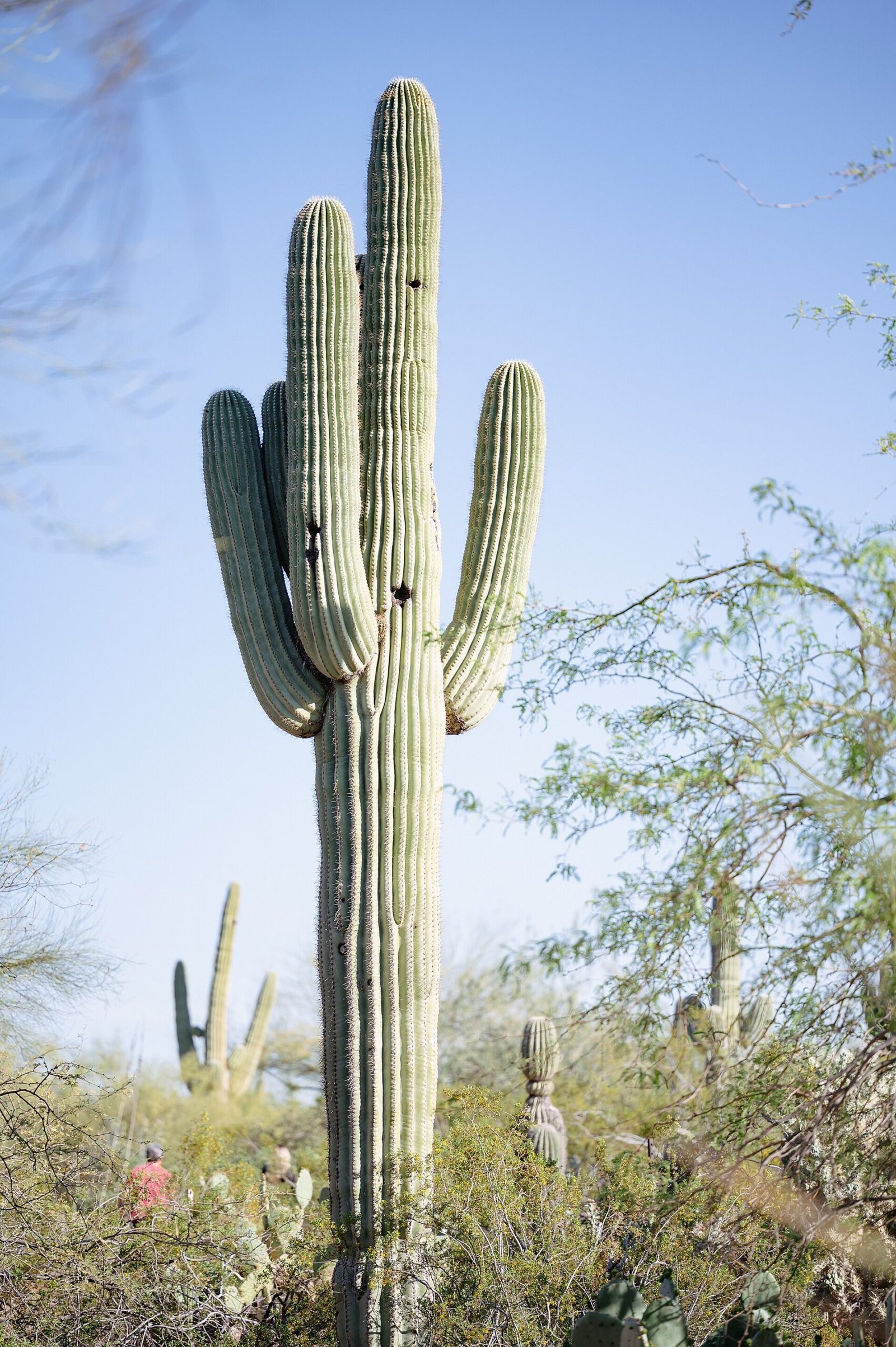 A tall saguaro cactus at the Desert Botanical Garden in Phoenix