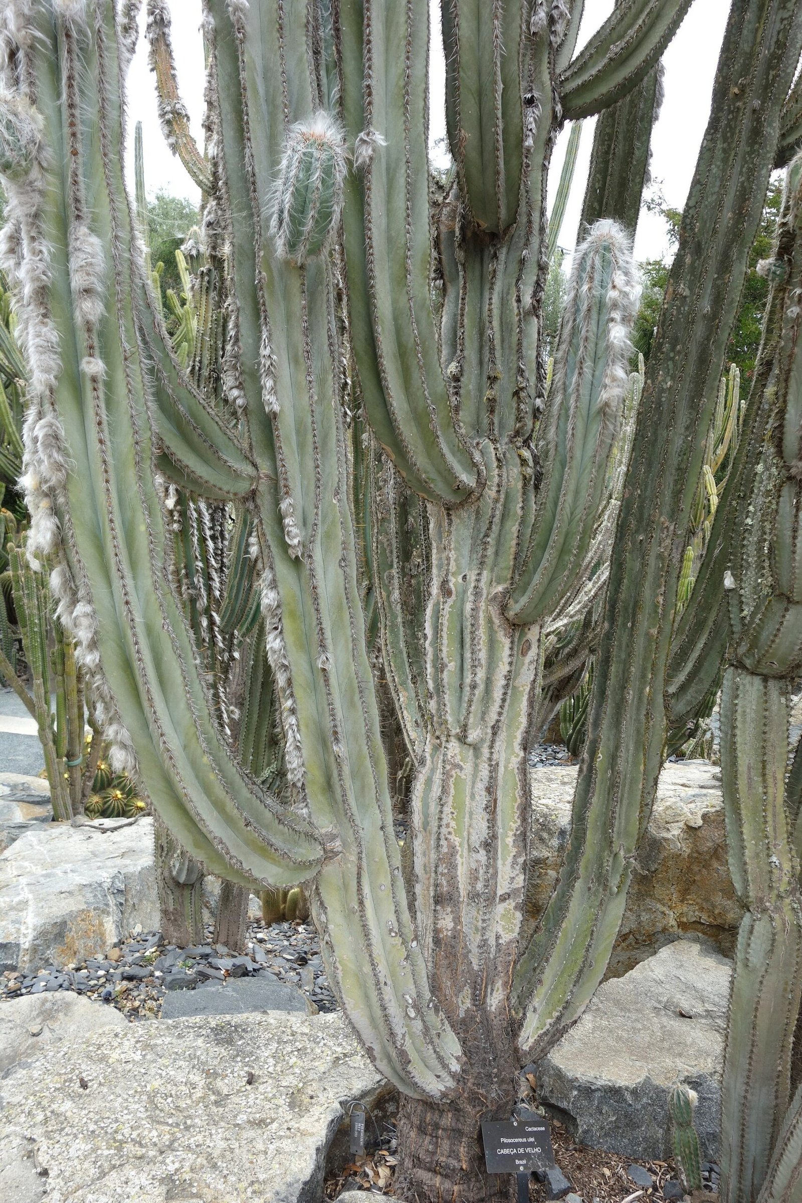 Cactus and succulent gardens at Lotusland in Montecito