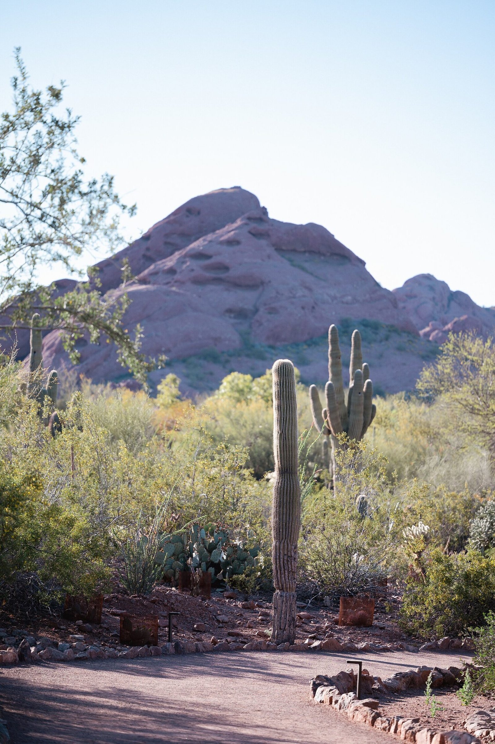 A saguaro and desert plants at the Desert Botanical Garden