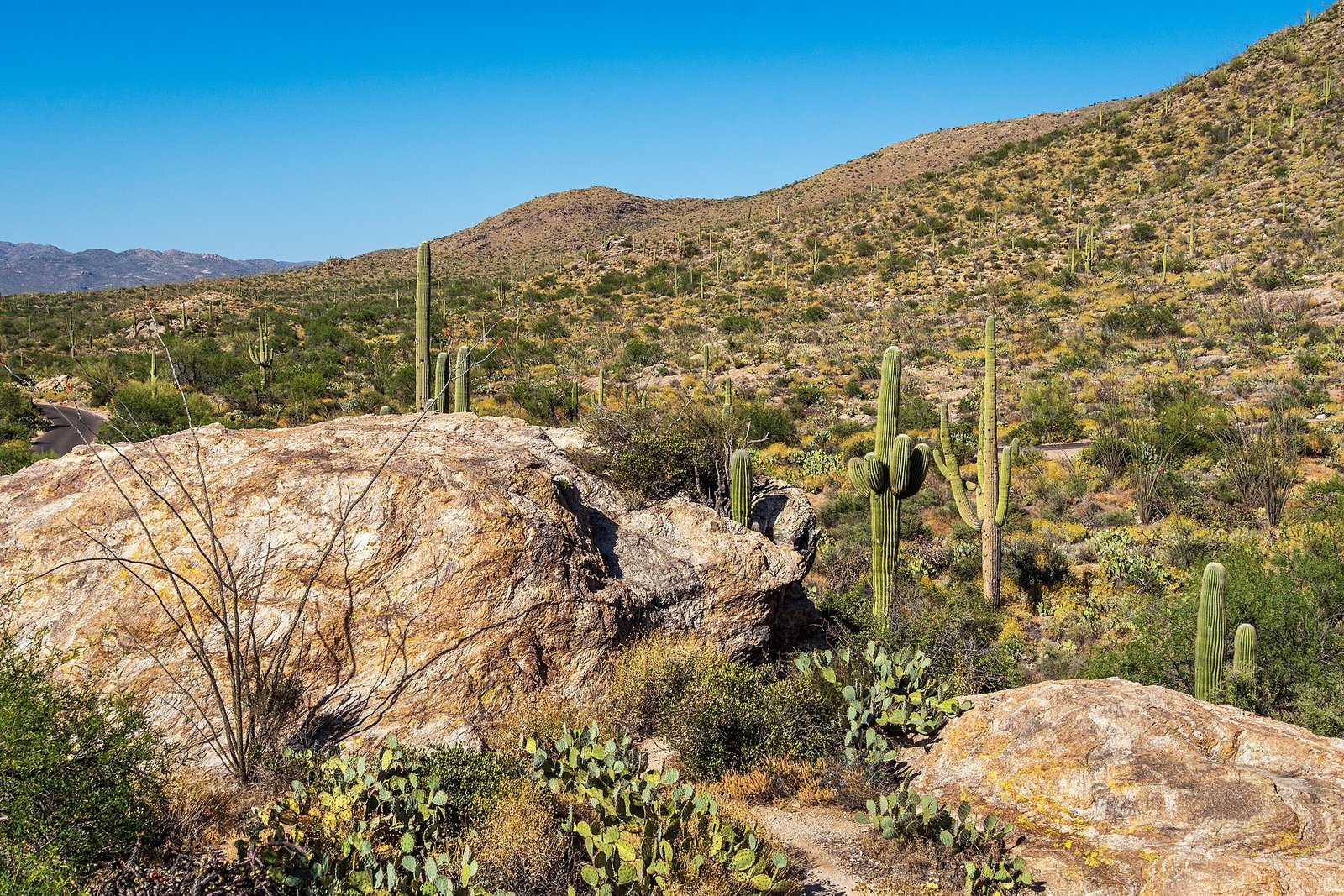Saguaro cacti across the desert in Saguaro National Park near Tucson