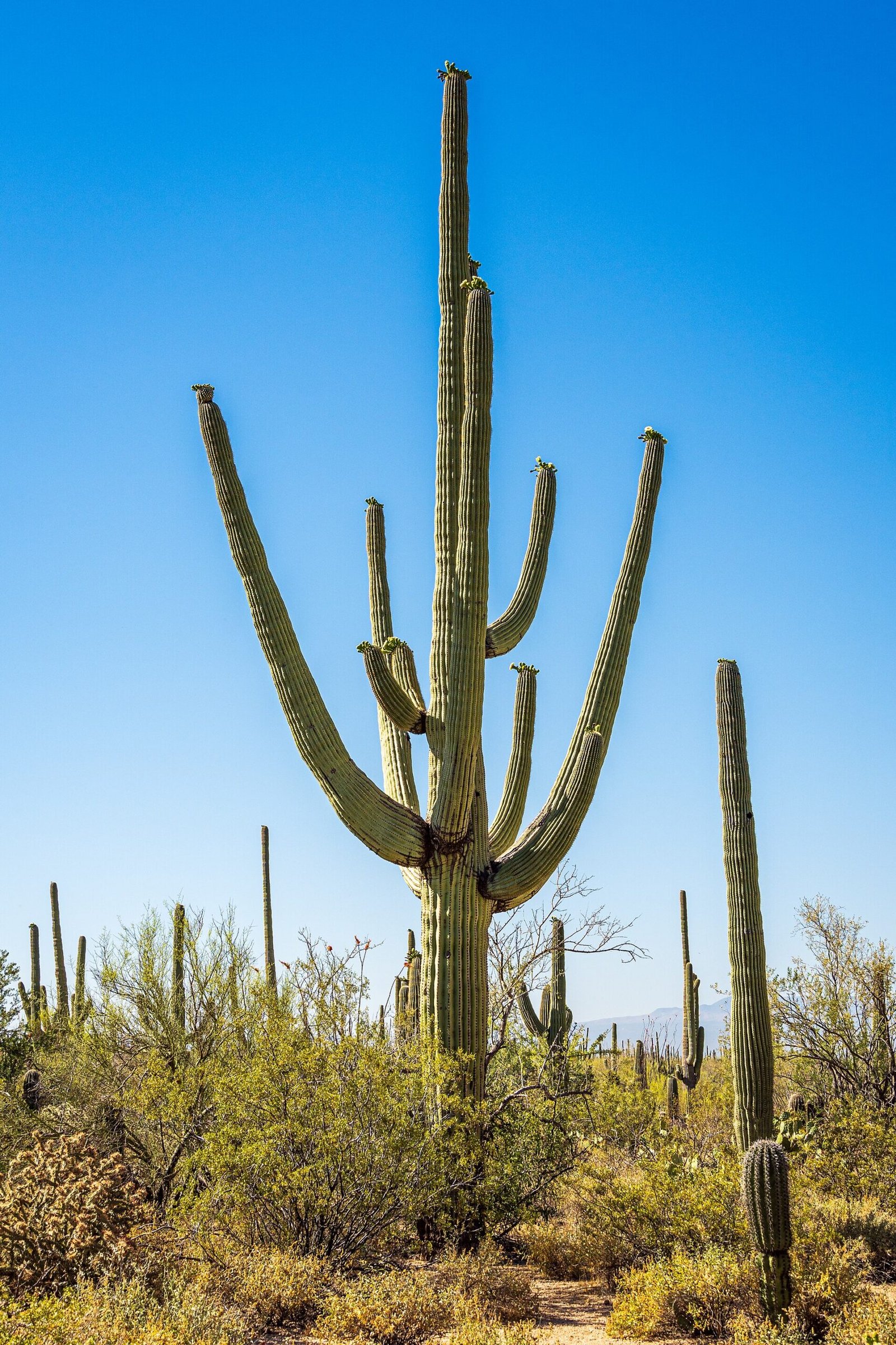 A tall saguaro cactus in Saguaro National Park West