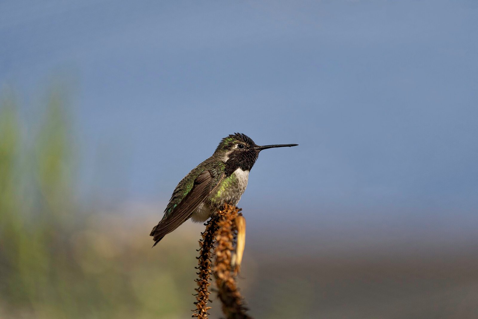 A Costa's hummingbird at the Arizona-Sonora Desert Museum