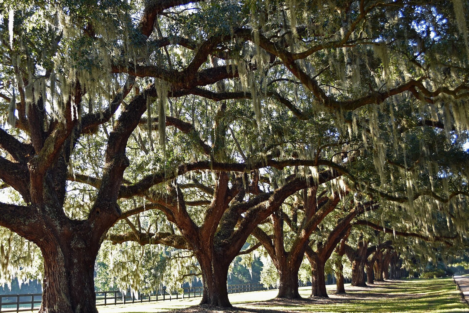 The oak-lined avenue at Boone Hall near Charleston