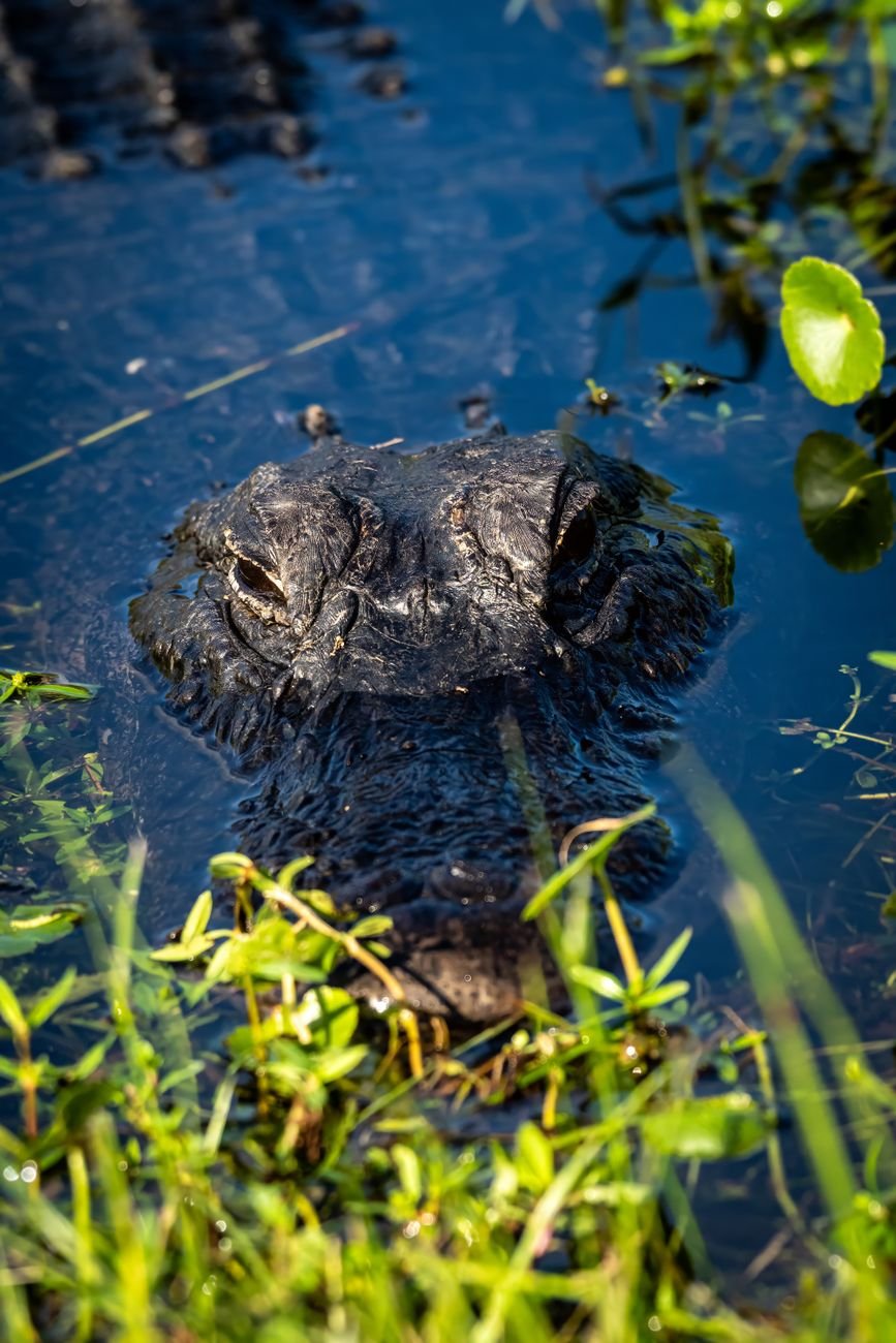 An alligator in the water in the Florida Everglades