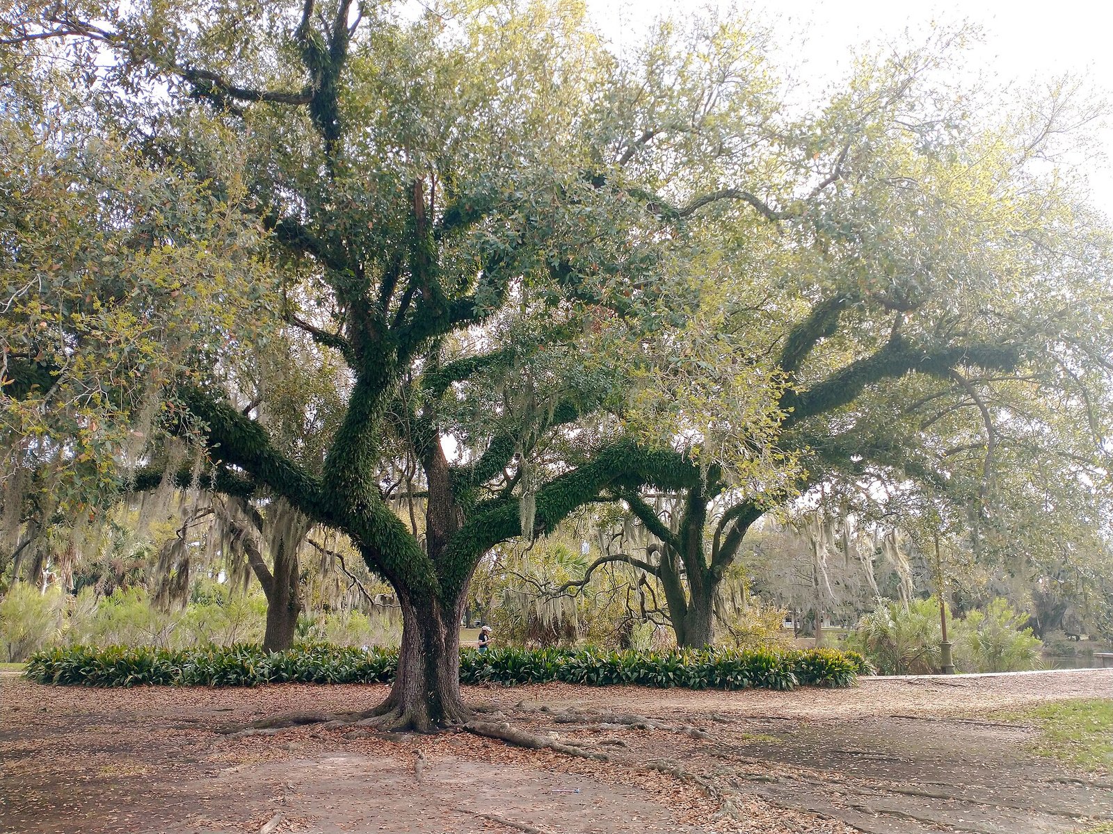 Oak trees draped in Spanish moss in City Park, New Orleans