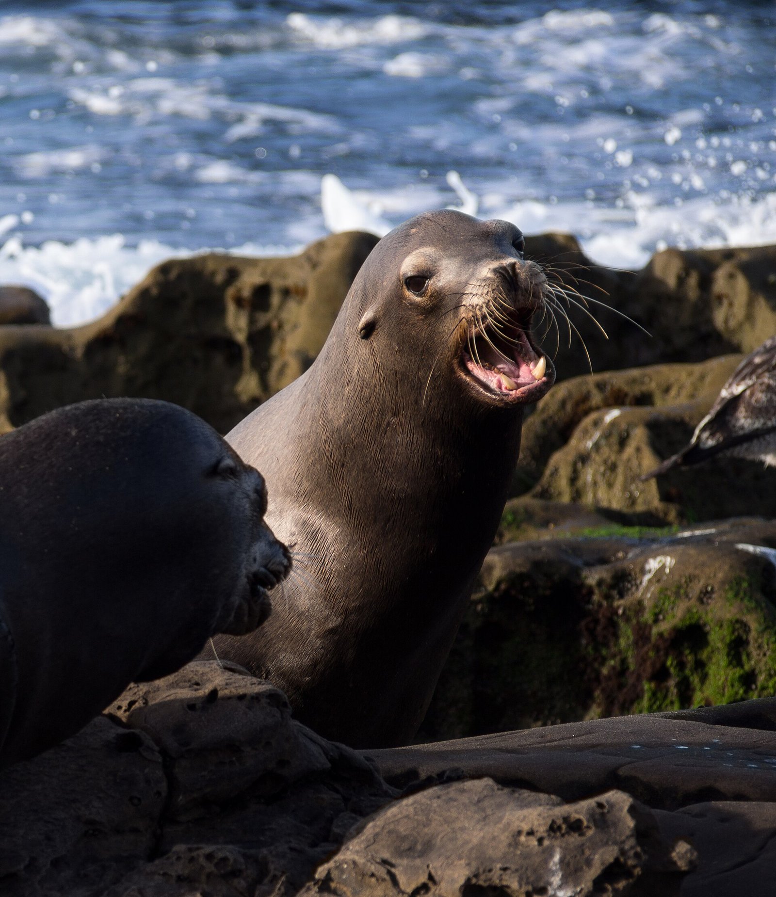 Sea lions resting on the rocks in La Jolla